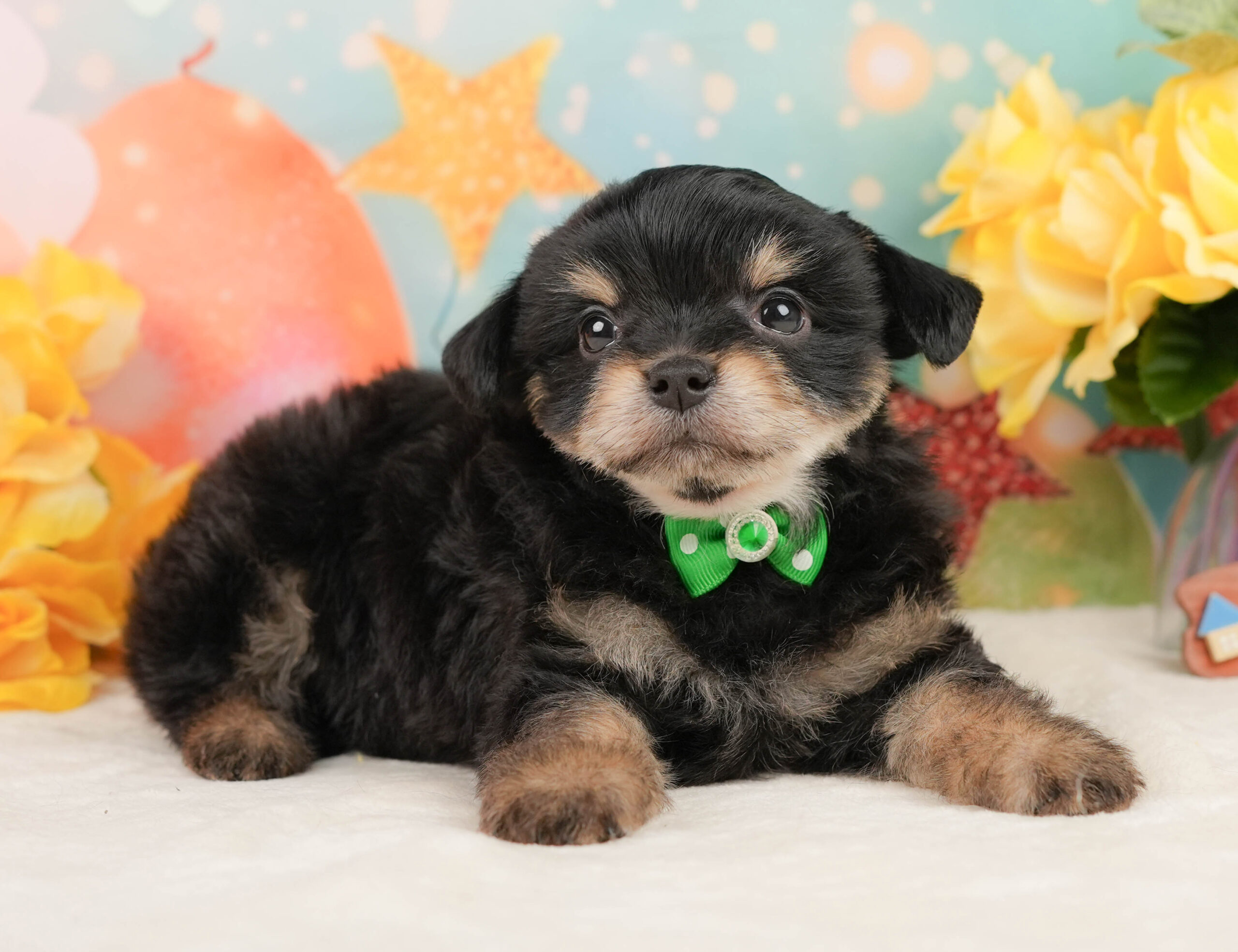 マルプーチー | 男の子 | ブラックタン | 2026年1月4日