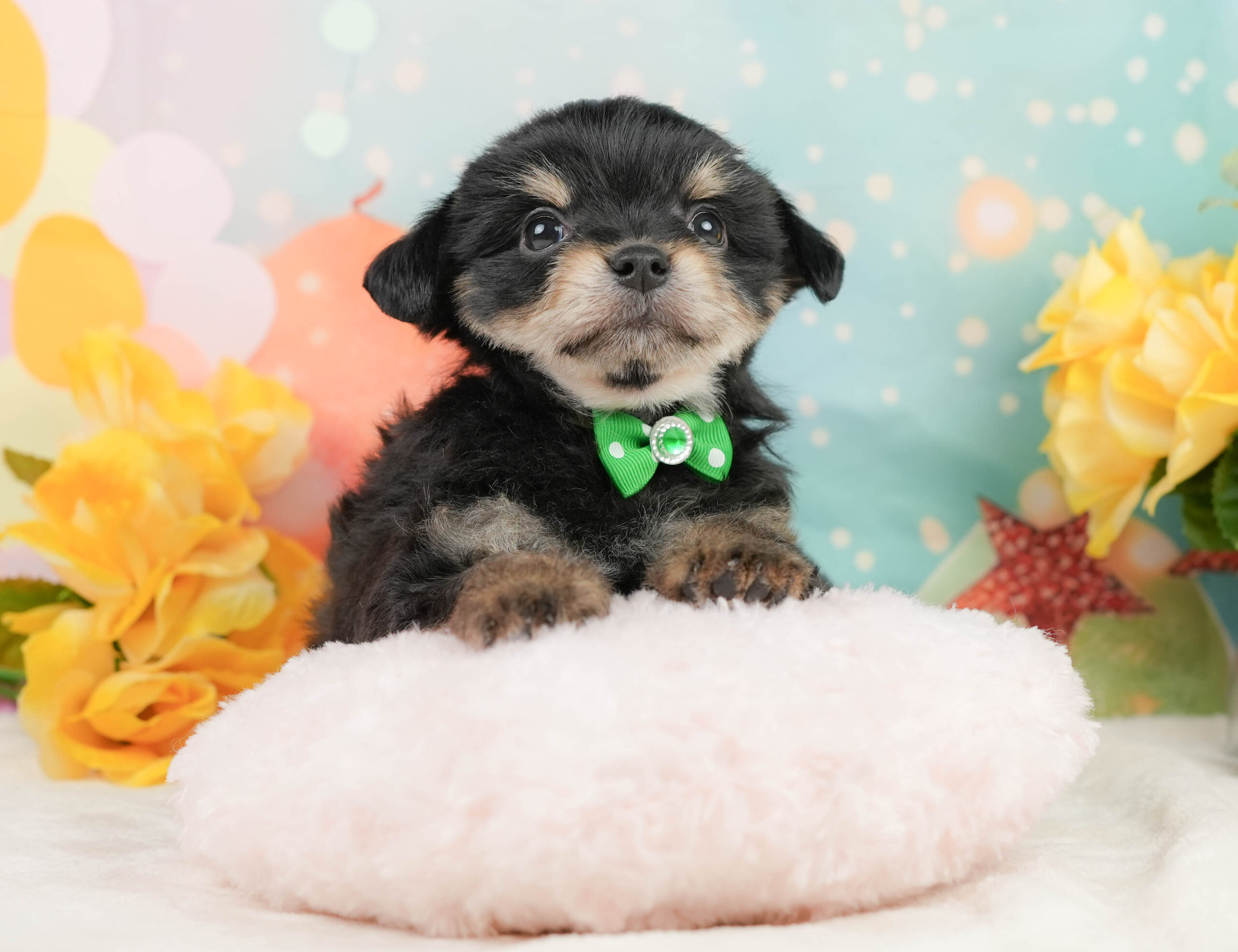 マルプーチー | 男の子 | ブラックタン | 2026年1月4日