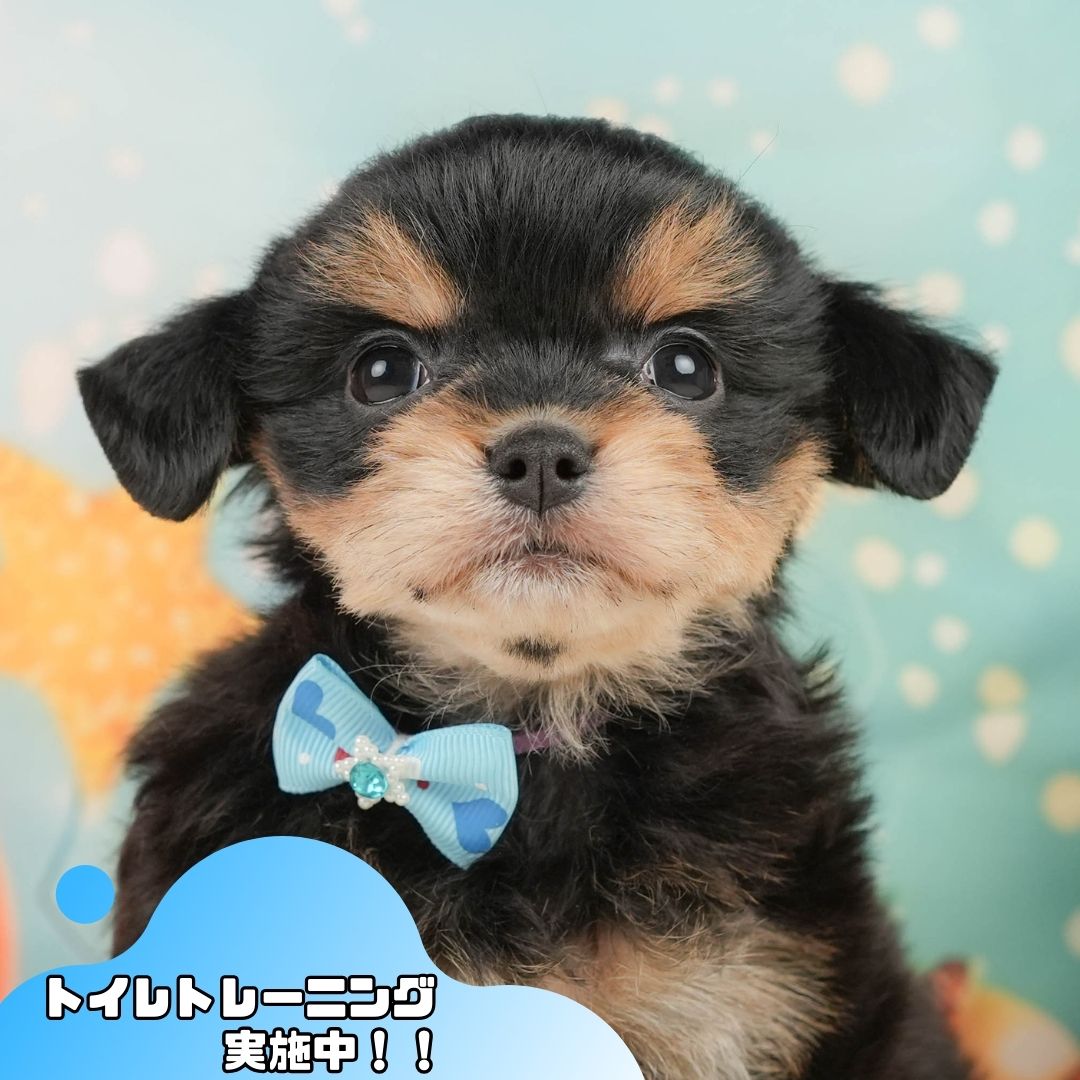 マルプーチー | 男の子 | ブラックタン | 2026年1月4日