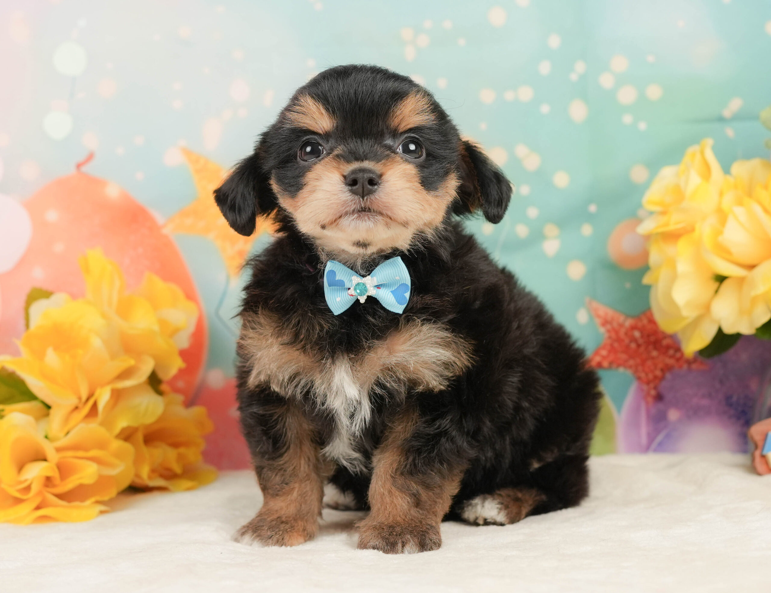 マルプーチー | 男の子 | ブラックタン | 2026年1月4日