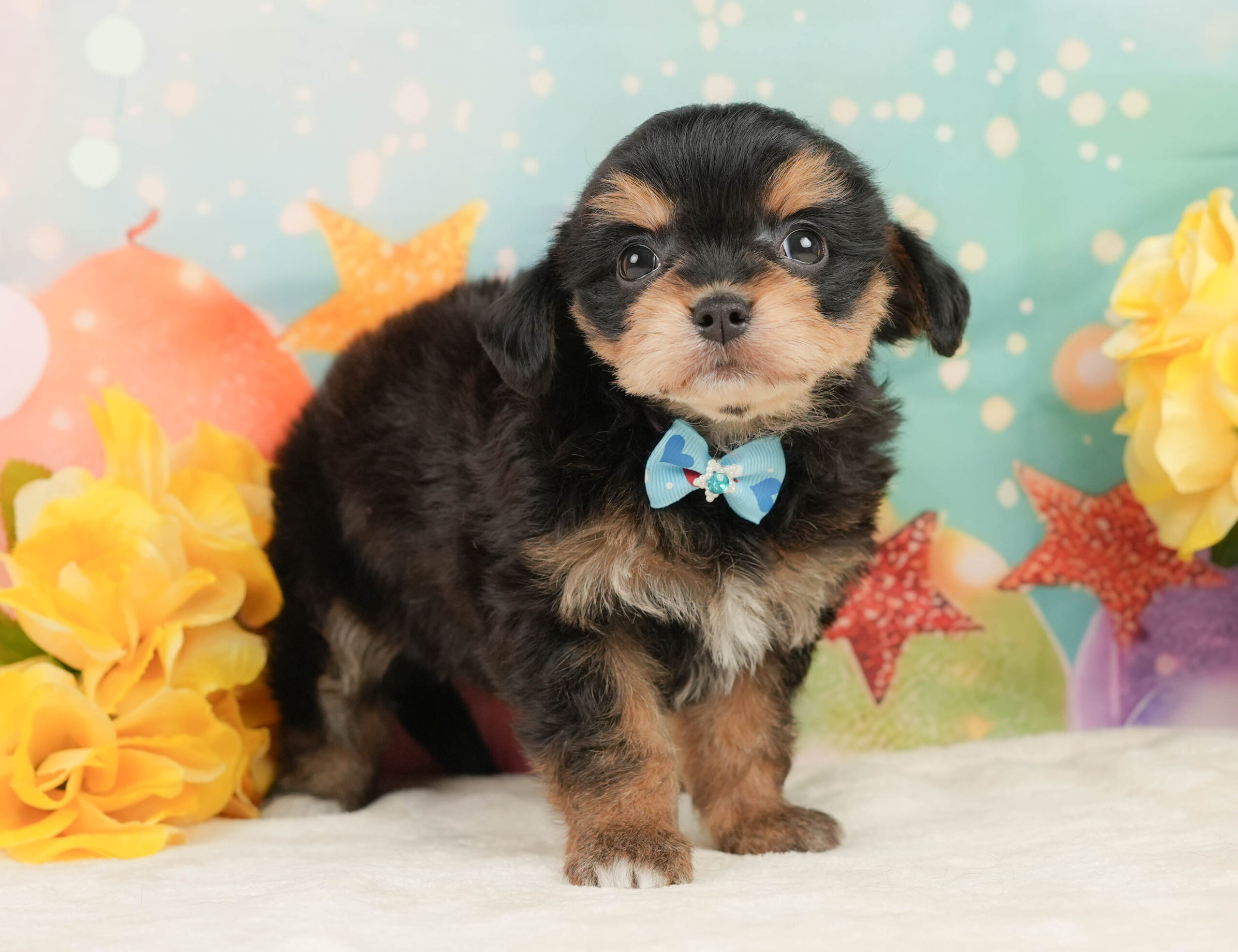 マルプーチー | 男の子 | ブラックタン | 2026年1月4日