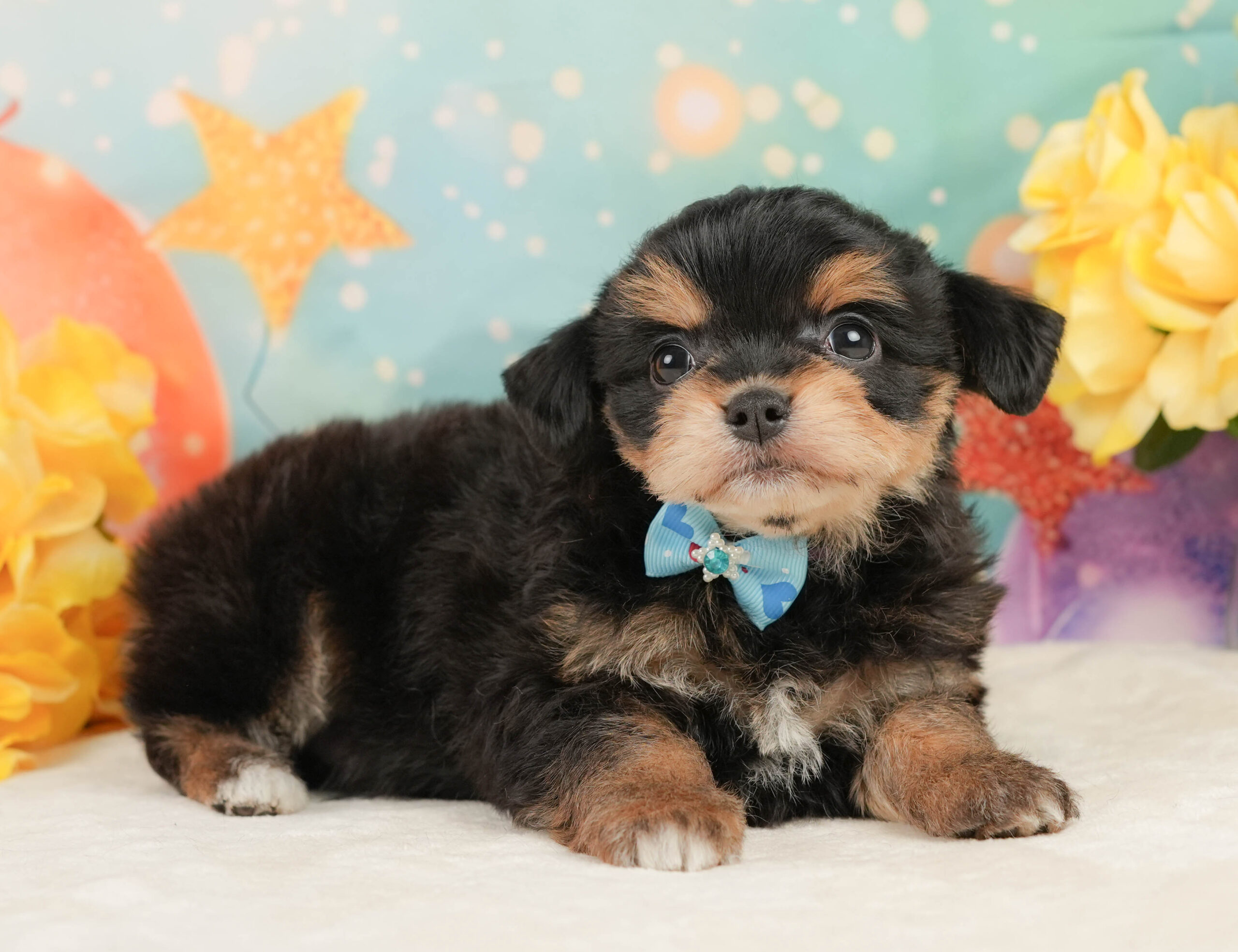 マルプーチー | 男の子 | ブラックタン | 2026年1月4日