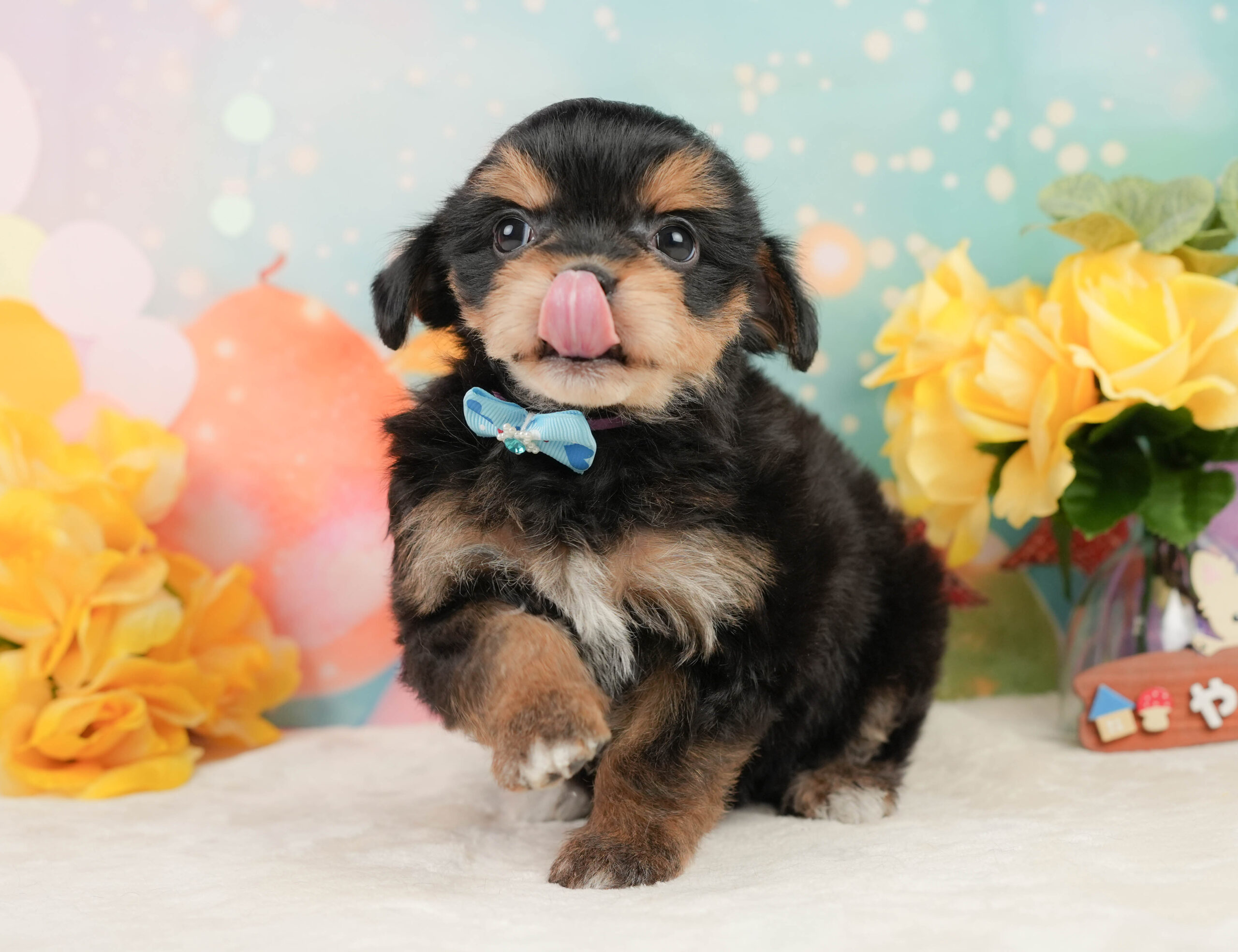 マルプーチー | 男の子 | ブラックタン | 2026年1月4日