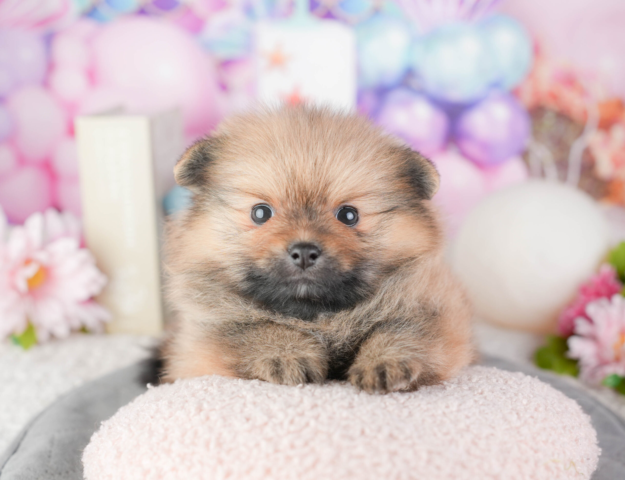 ポメラニアン | 女の子 | オレンジ | 2026年1月4日