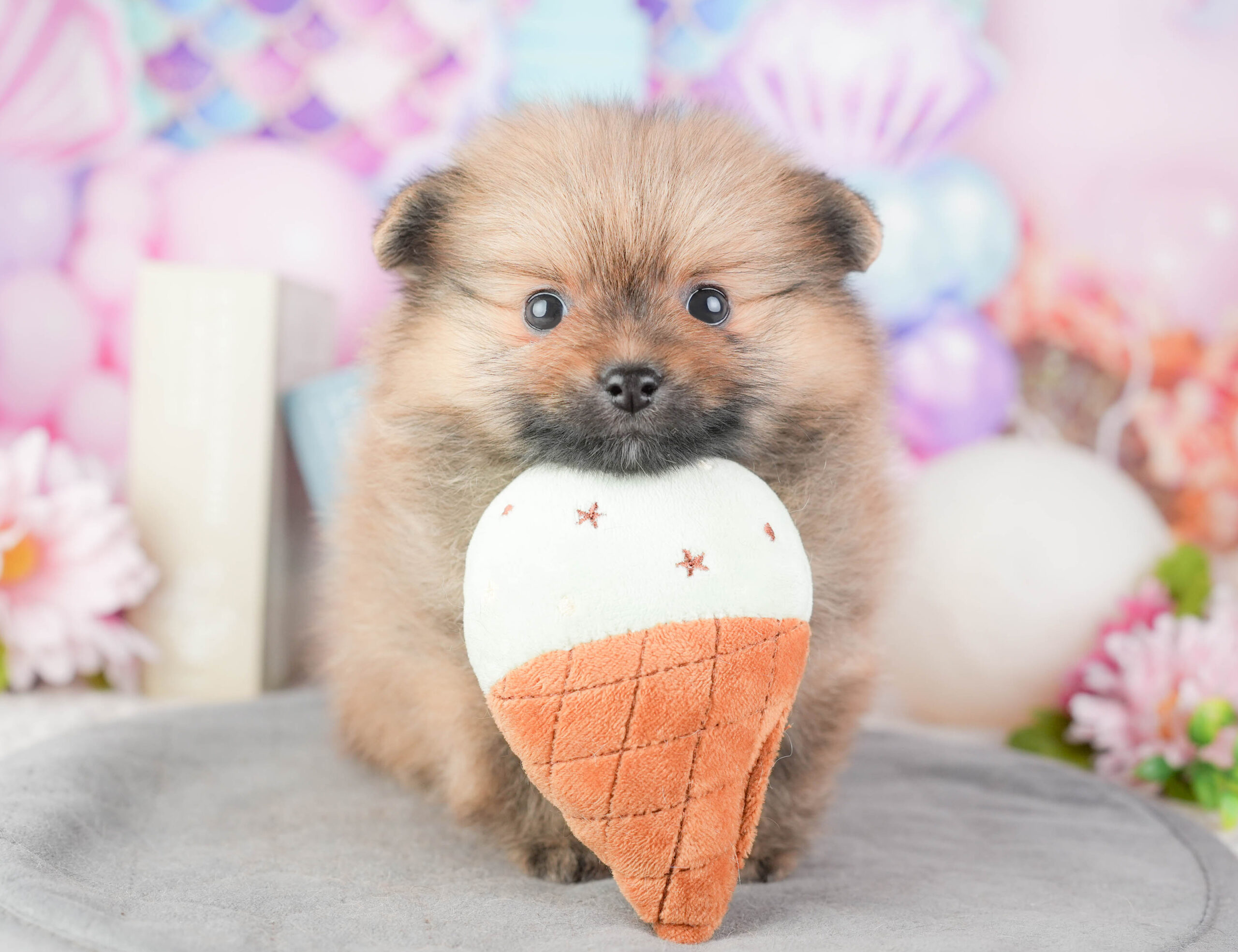 ポメラニアン | 女の子 | オレンジ | 2026年1月4日