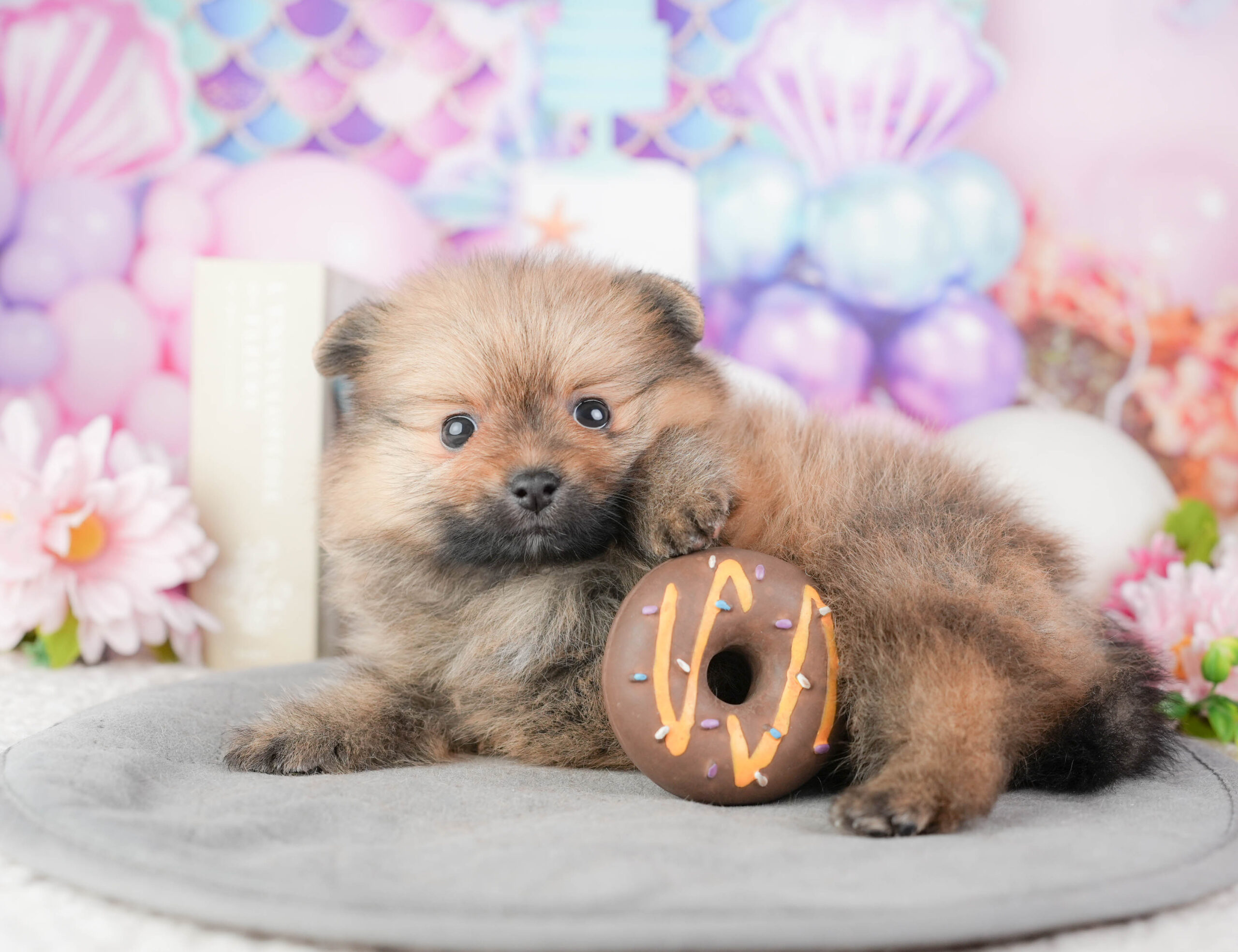 ポメラニアン | 女の子 | オレンジ | 2026年1月4日