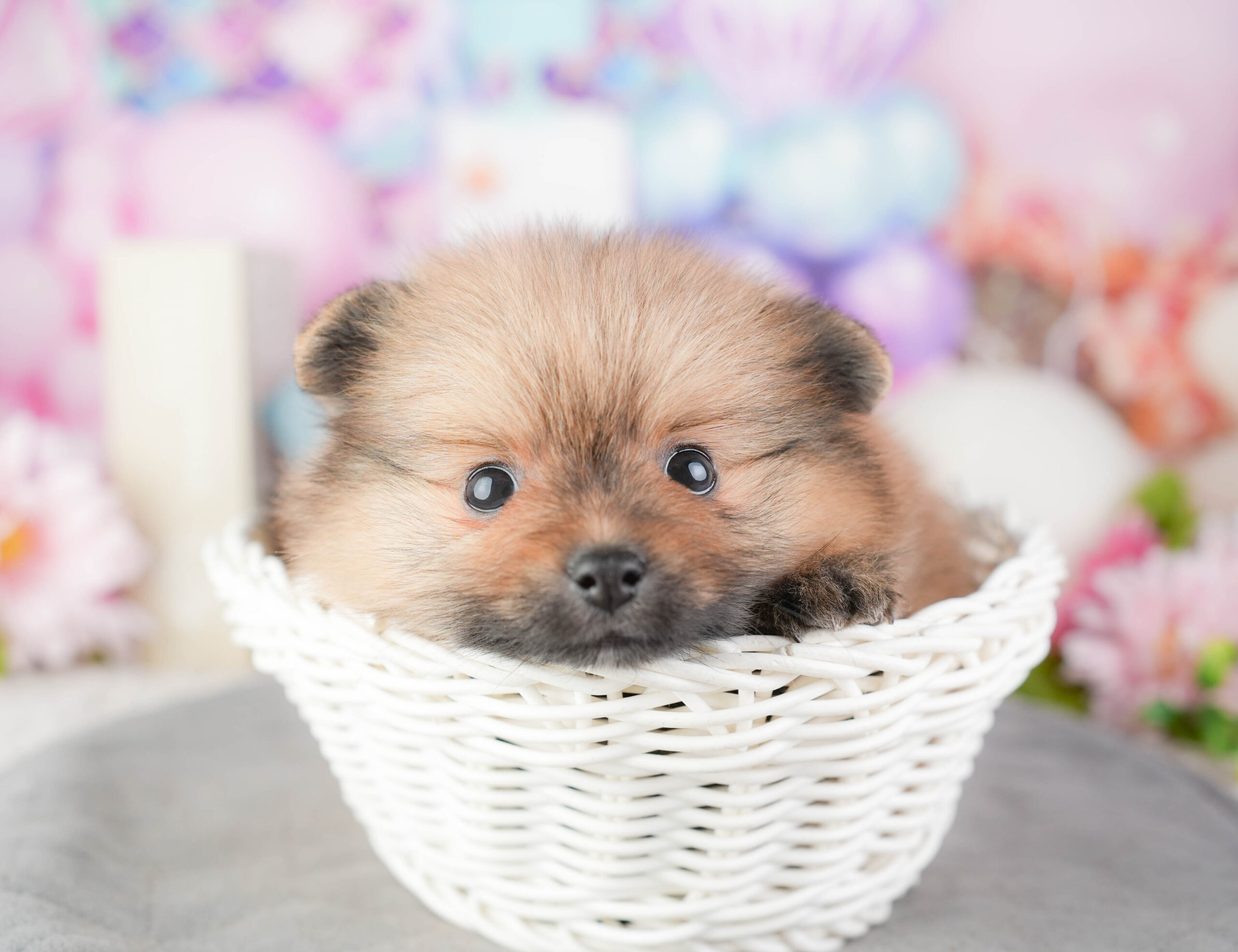 ポメラニアン | 女の子 | オレンジ | 2026年1月4日