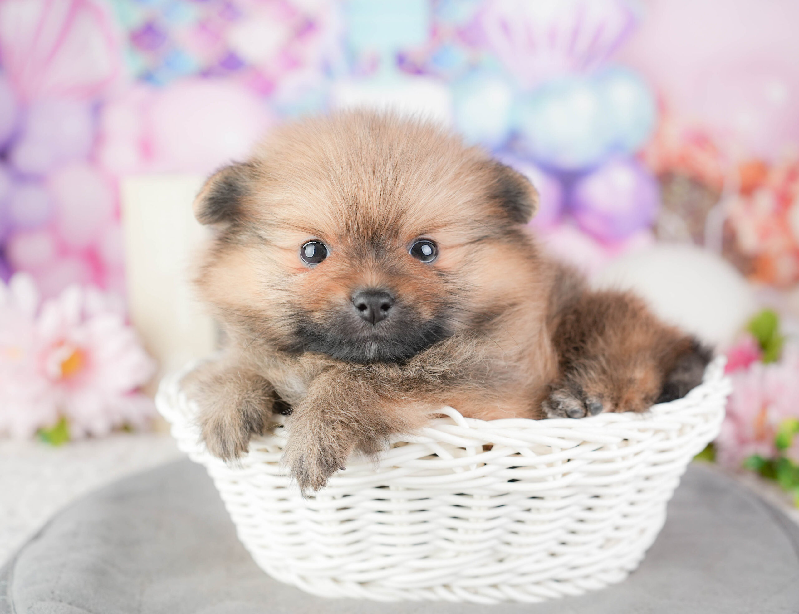 ポメラニアン | 女の子 | オレンジ | 2026年1月4日