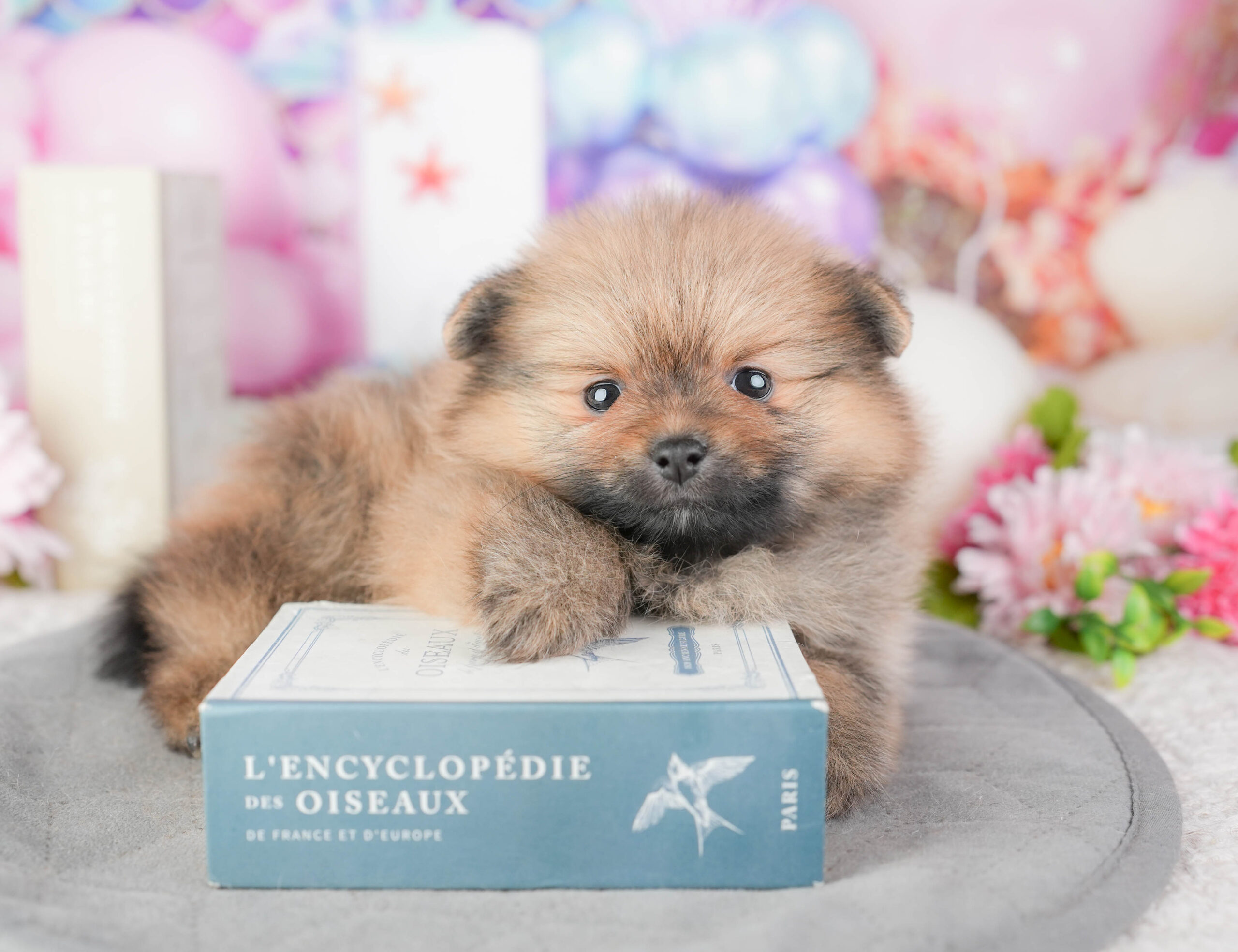 ポメラニアン | 女の子 | オレンジ | 2026年1月4日