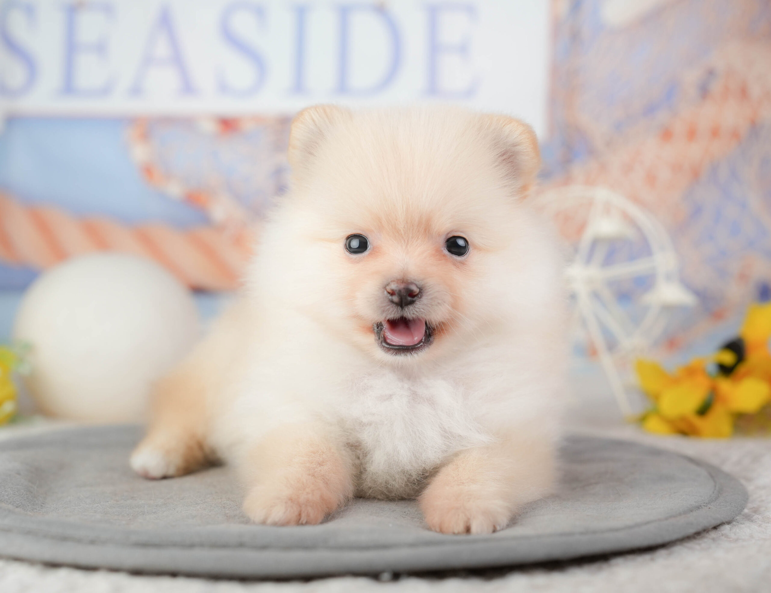 ポメラニアン | 女の子 | クリーム | 2026年1月4日