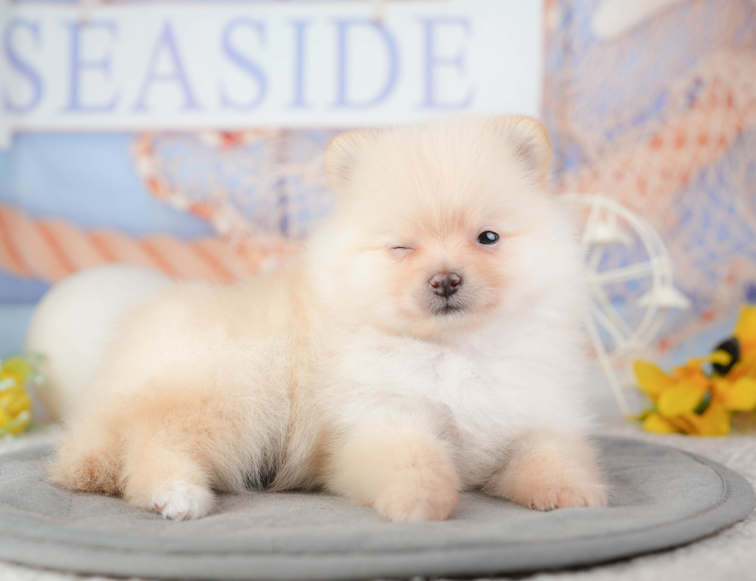 ポメラニアン | 女の子 | クリーム | 2026年1月4日