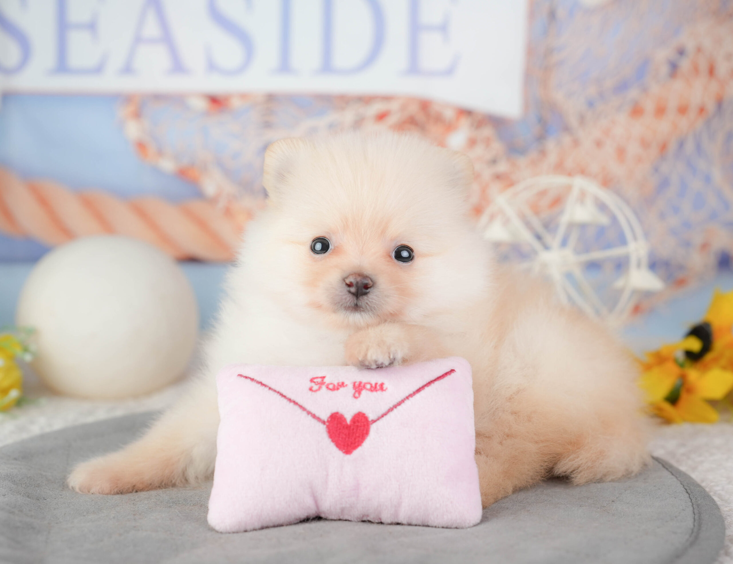 ポメラニアン | 女の子 | クリーム | 2026年1月4日