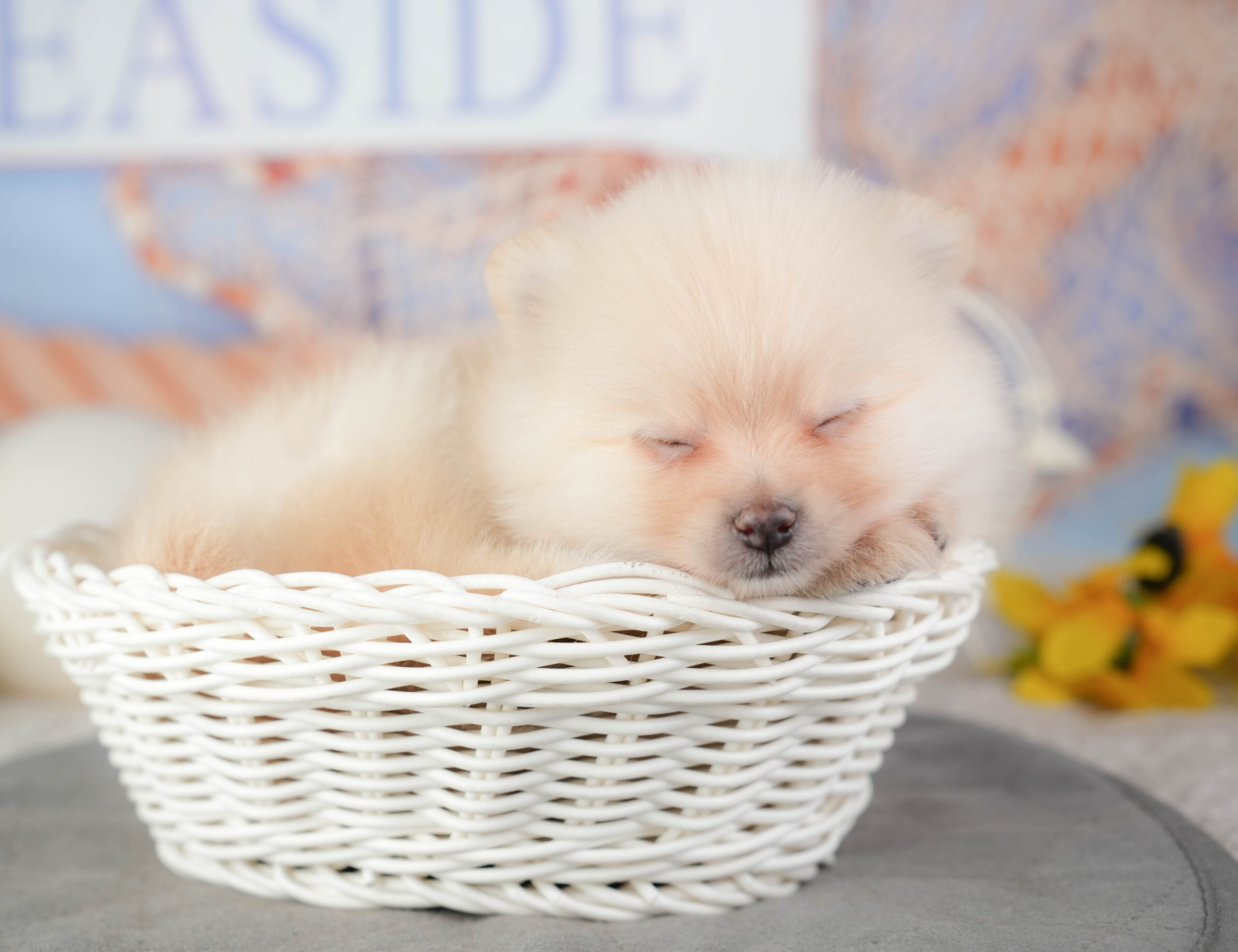 ポメラニアン | 女の子 | クリーム | 2026年1月4日