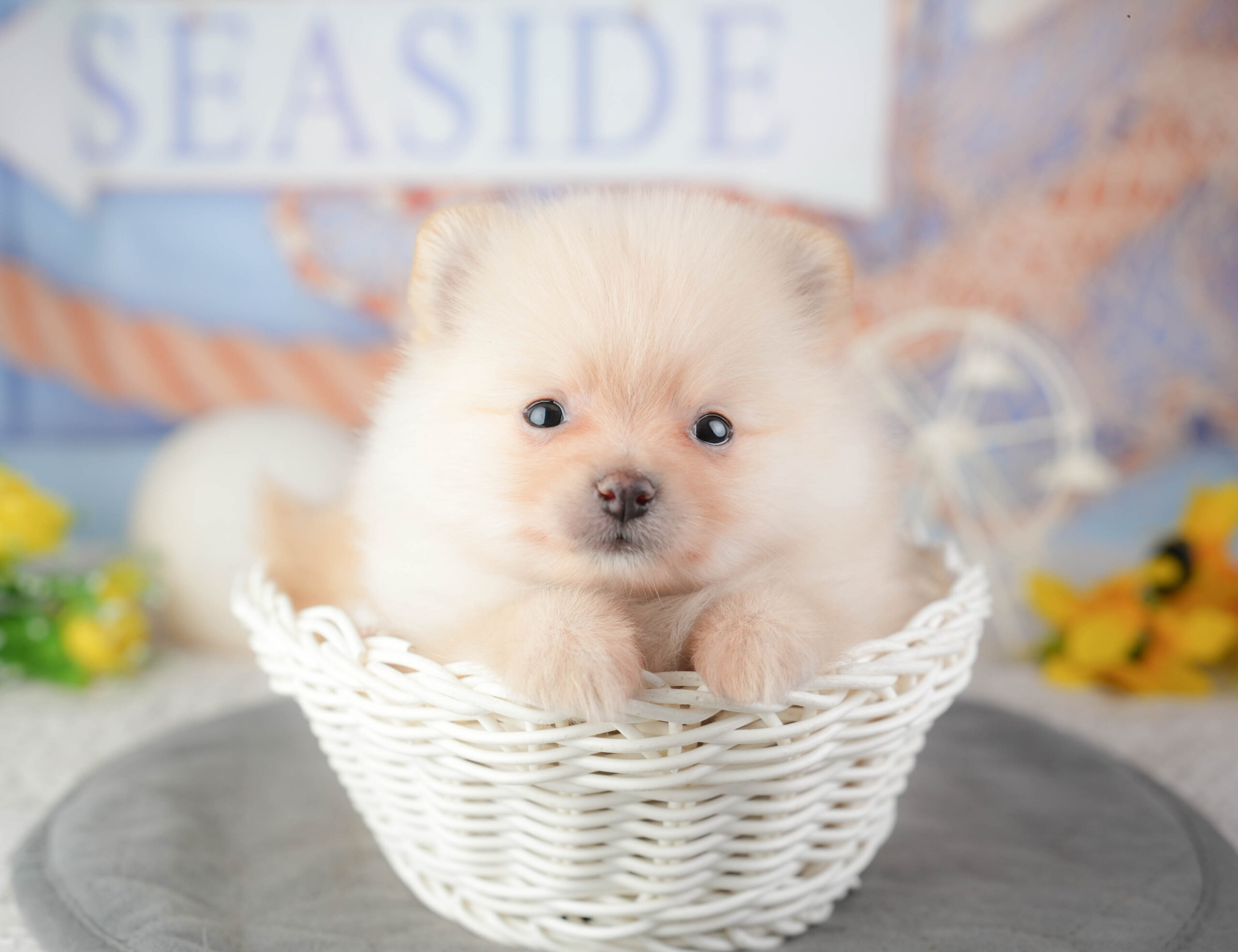 ポメラニアン | 女の子 | クリーム | 2026年1月4日