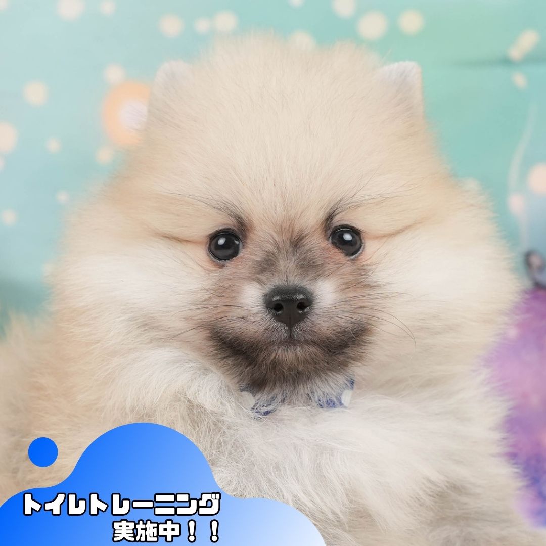 ポメラニアン | 男の子 | クリーム | 2026年1月5日