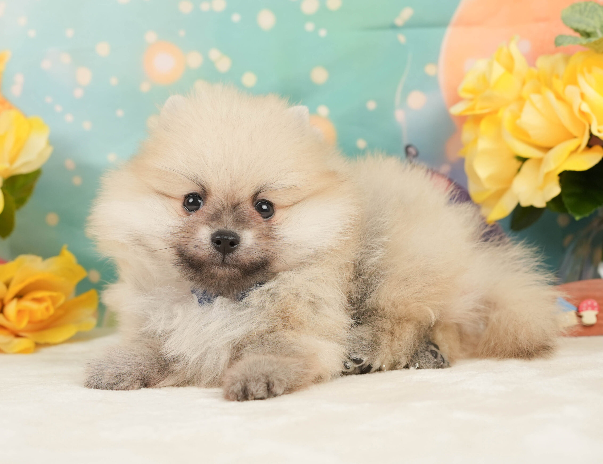 ポメラニアン | 男の子 | クリーム | 2026年1月5日