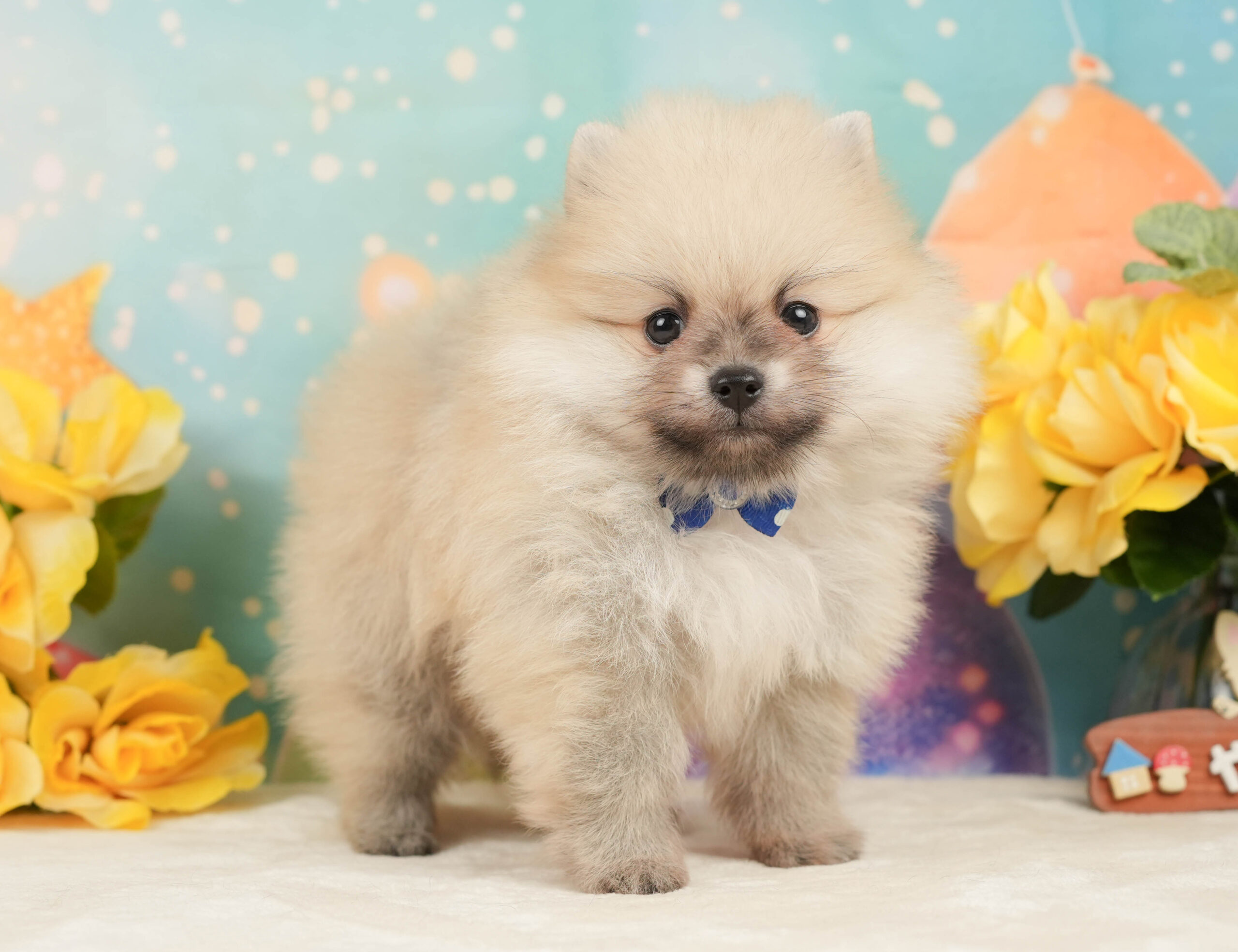 ポメラニアン | 男の子 | クリーム | 2026年1月5日