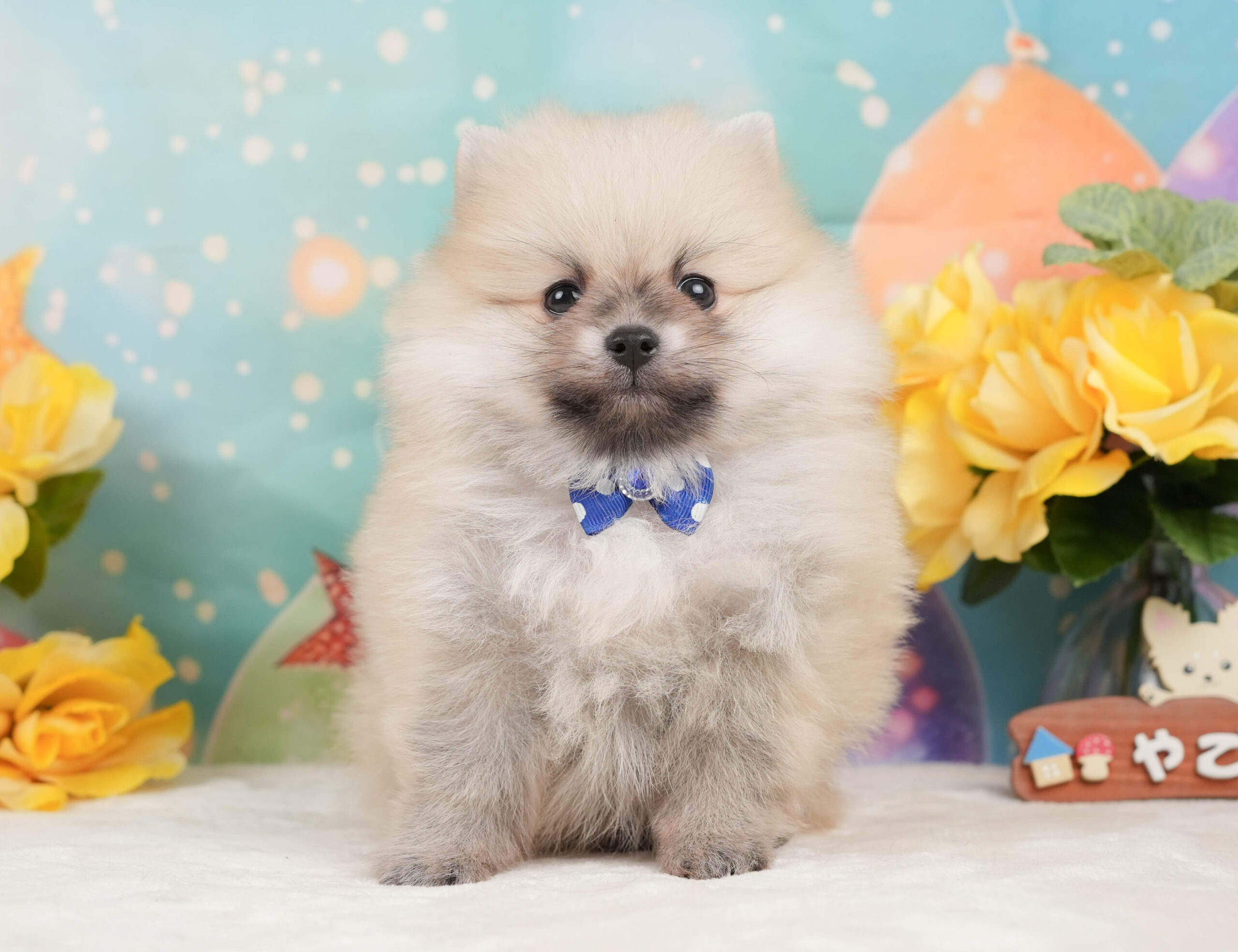 ポメラニアン | 男の子 | クリーム | 2026年1月5日