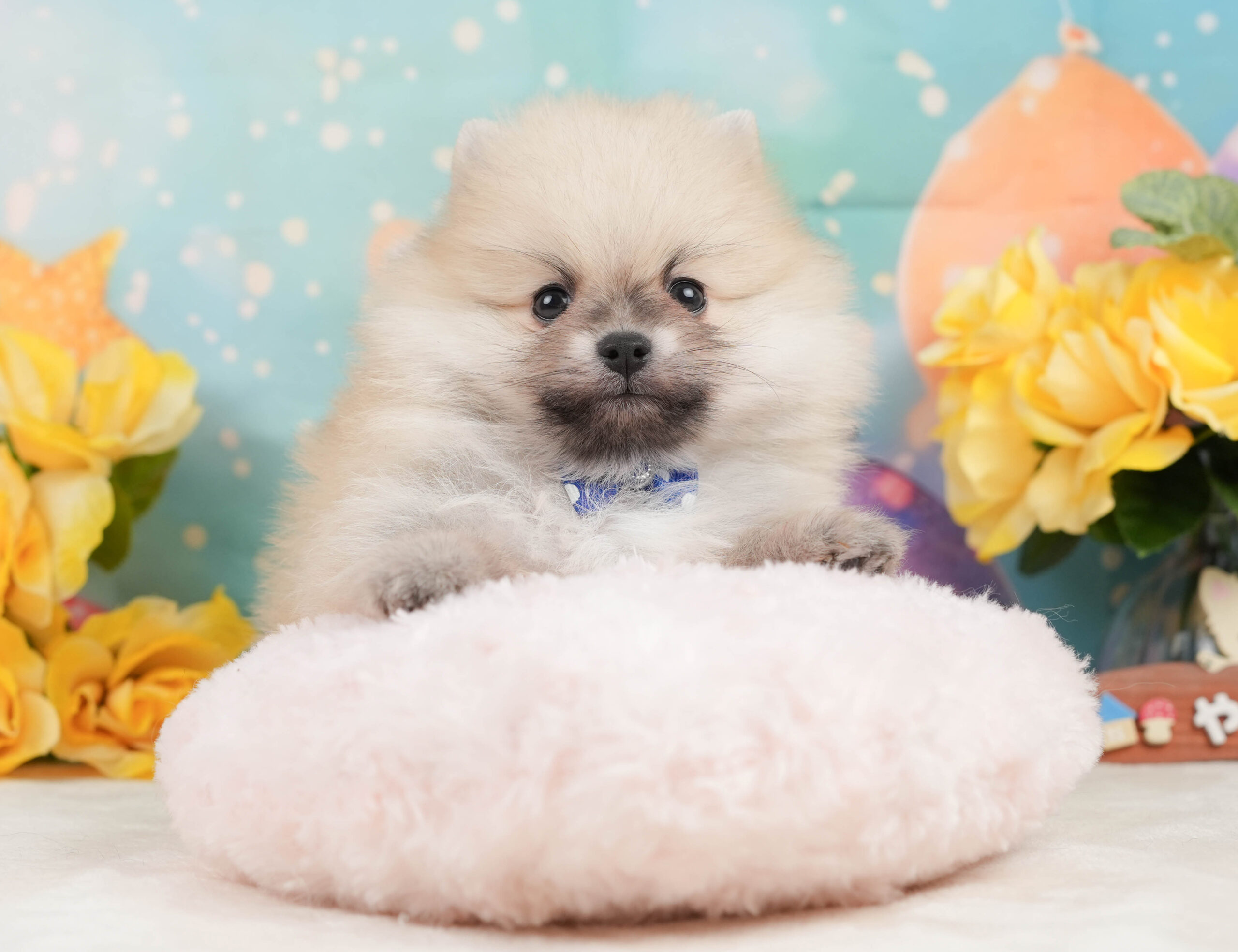 ポメラニアン | 男の子 | クリーム | 2026年1月5日