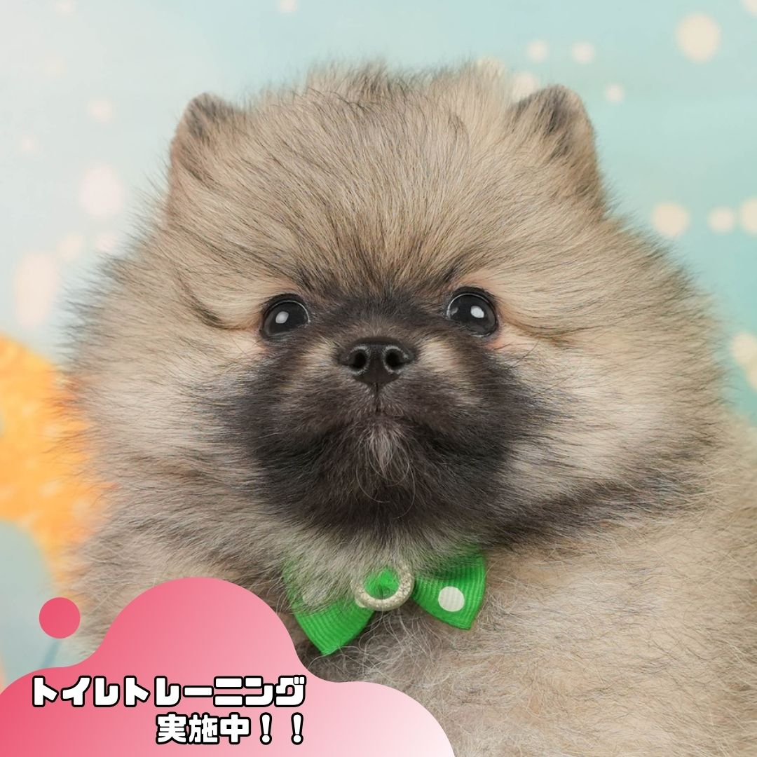ポメラニアン | 男の子 | クリーム | 2026年1月5日