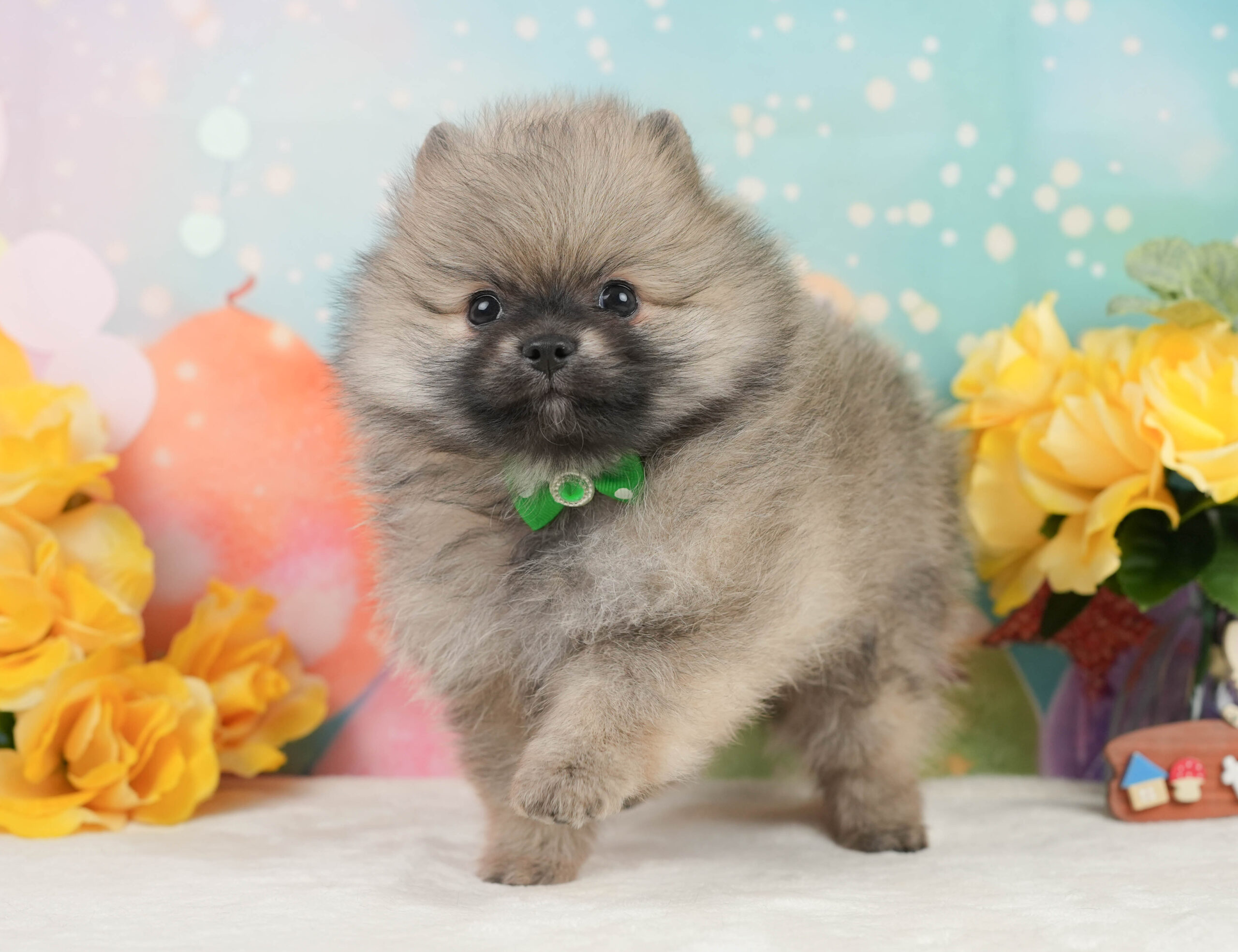 ポメラニアン | 男の子 | クリーム | 2026年1月5日