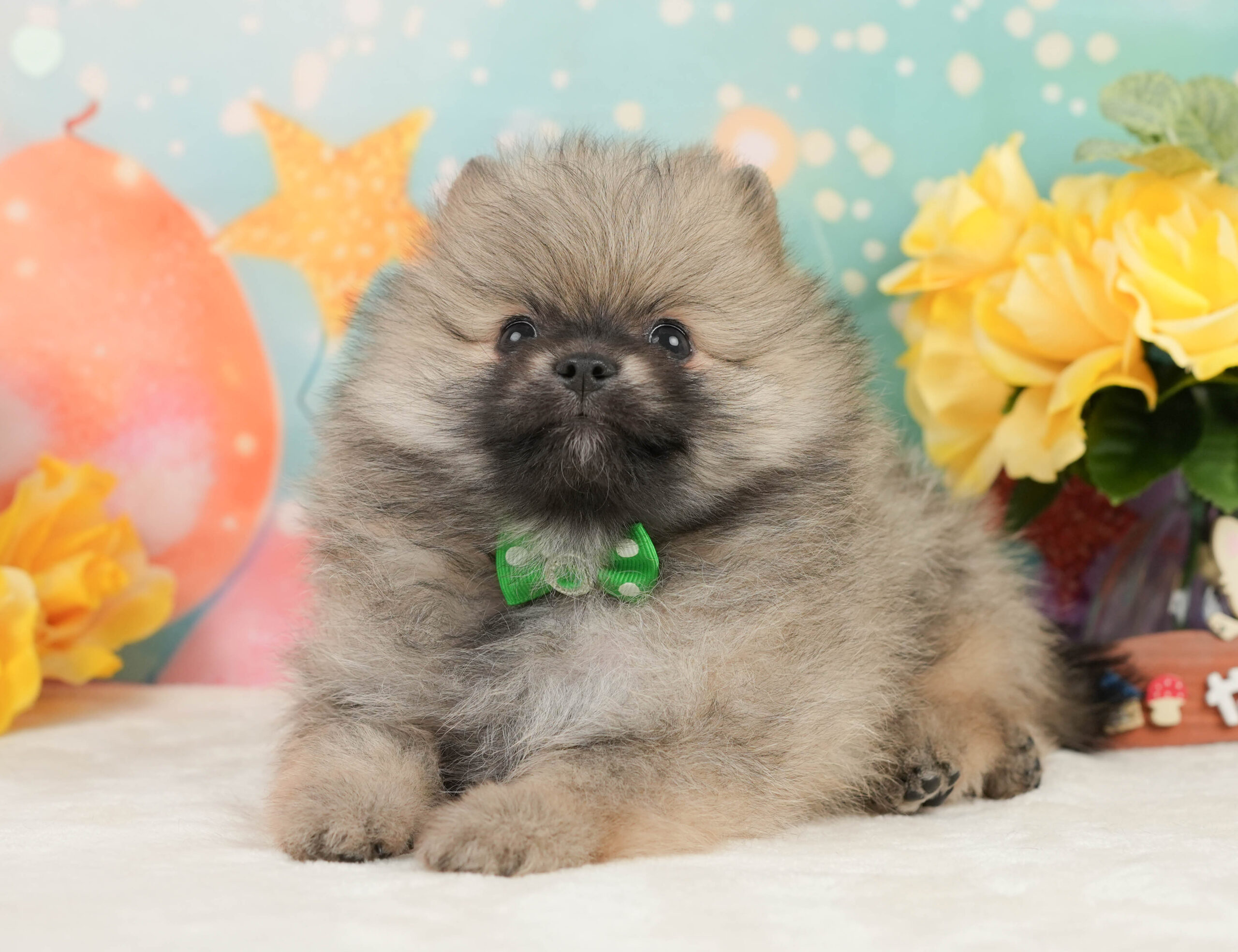 ポメラニアン | 男の子 | クリーム | 2026年1月5日