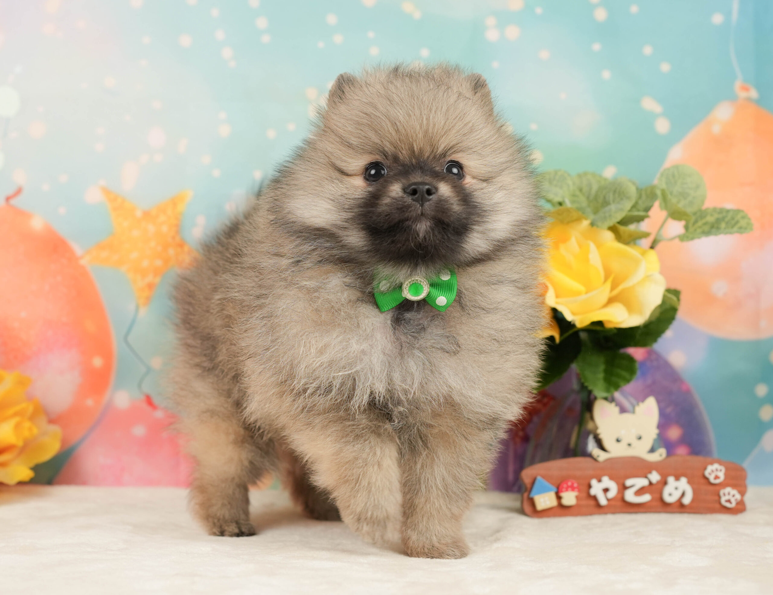 ポメラニアン | 男の子 | クリーム | 2026年1月5日