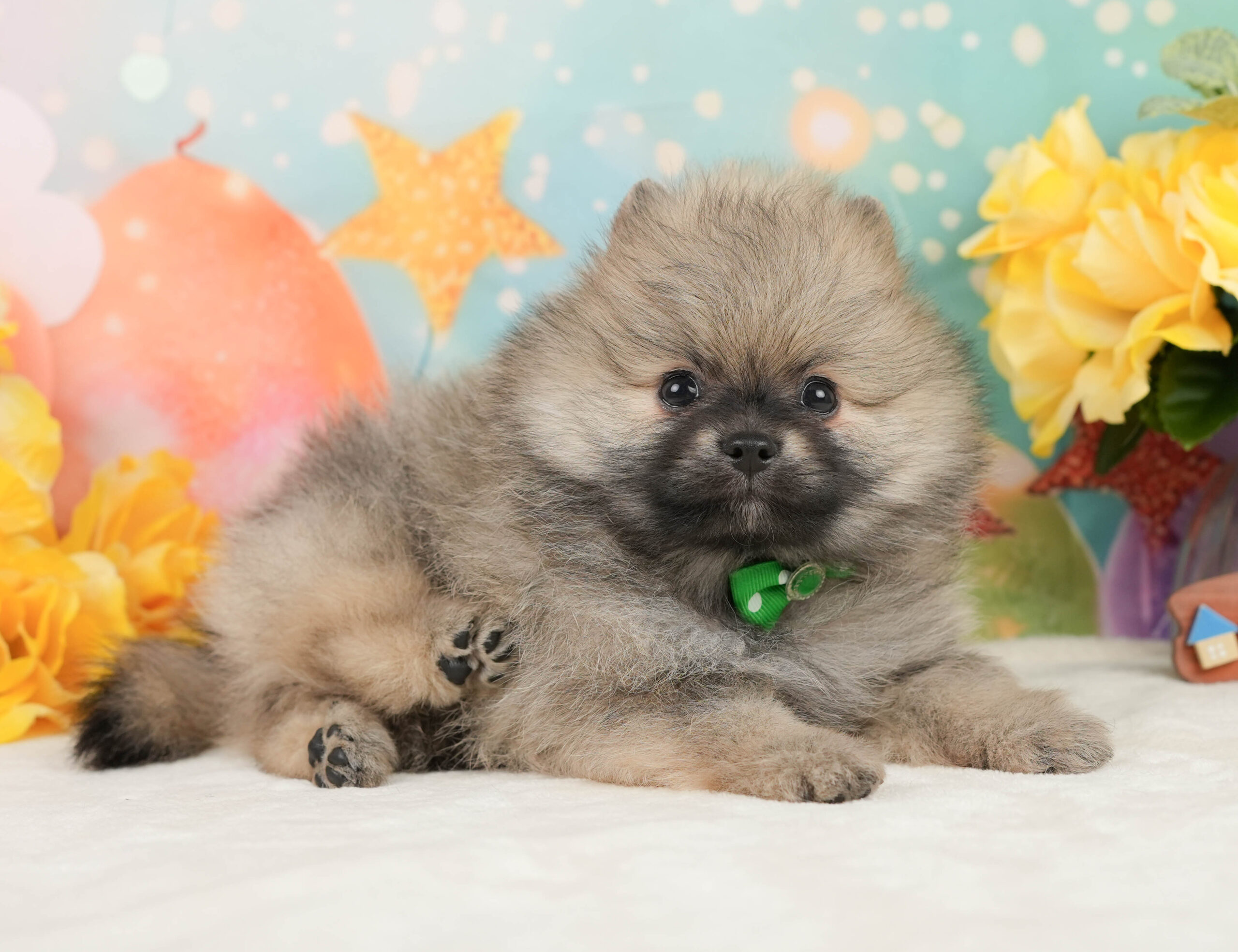 ポメラニアン | 男の子 | クリーム | 2026年1月5日