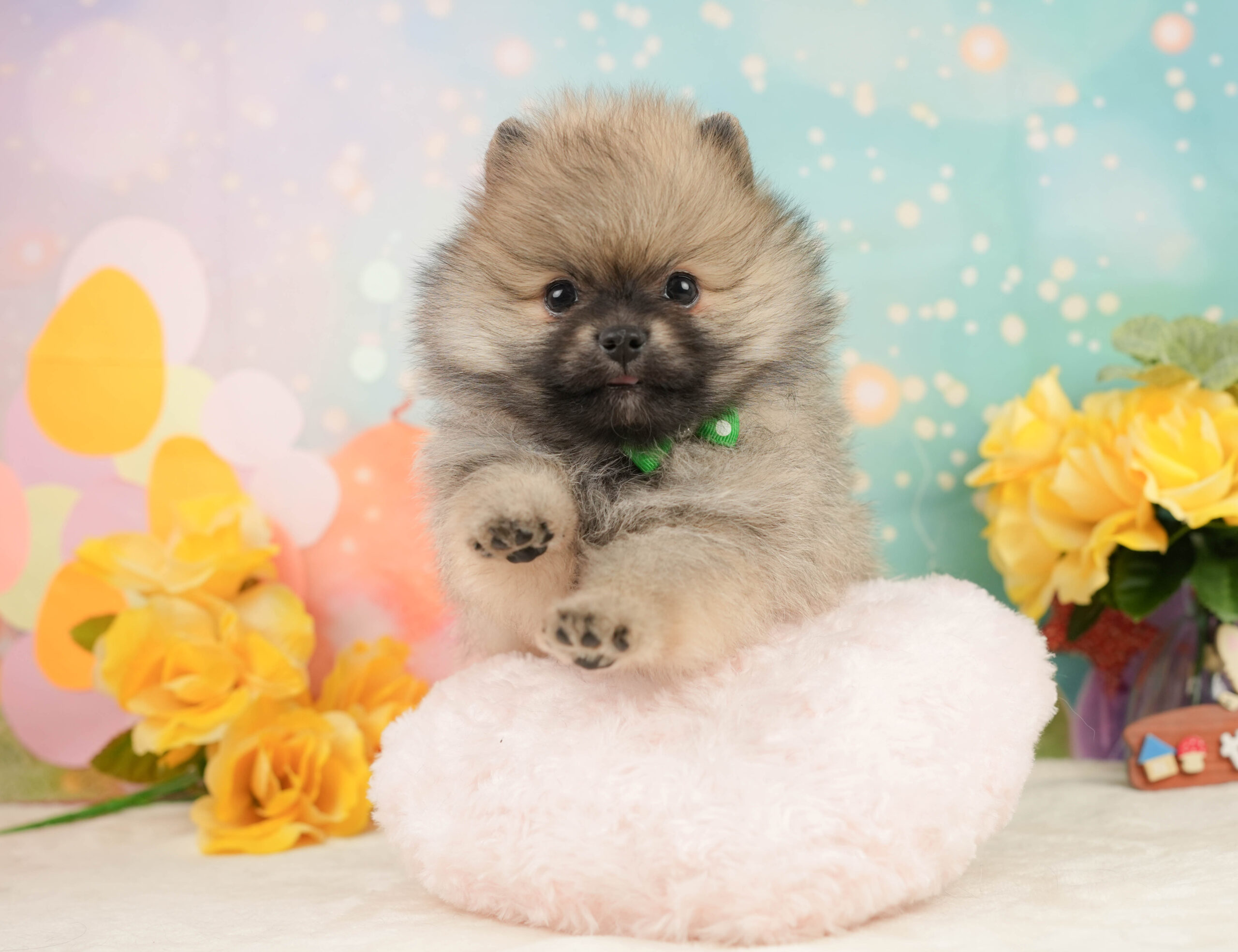 ポメラニアン | 男の子 | クリーム | 2026年1月5日