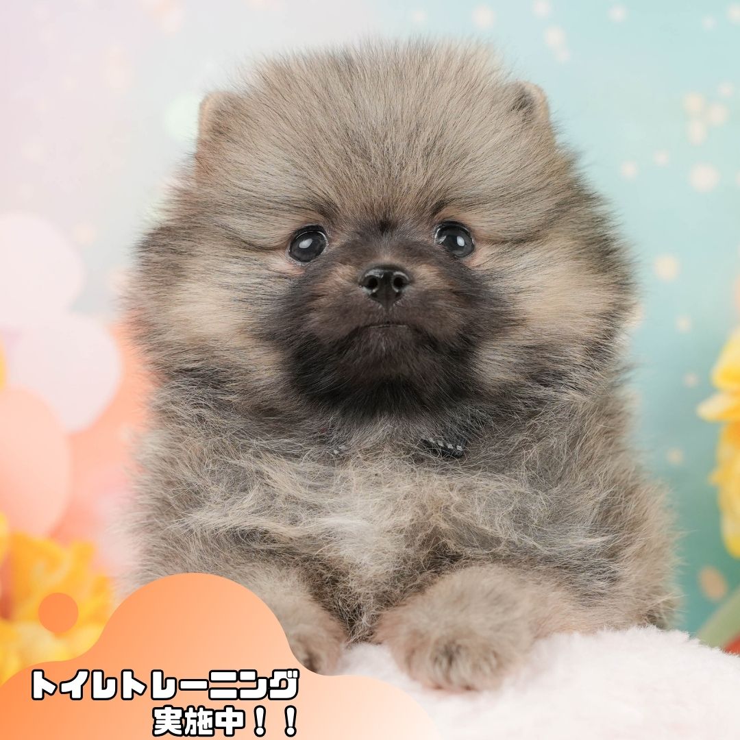 ポメラニアン | 男の子 | クリーム | 2026年1月5日
