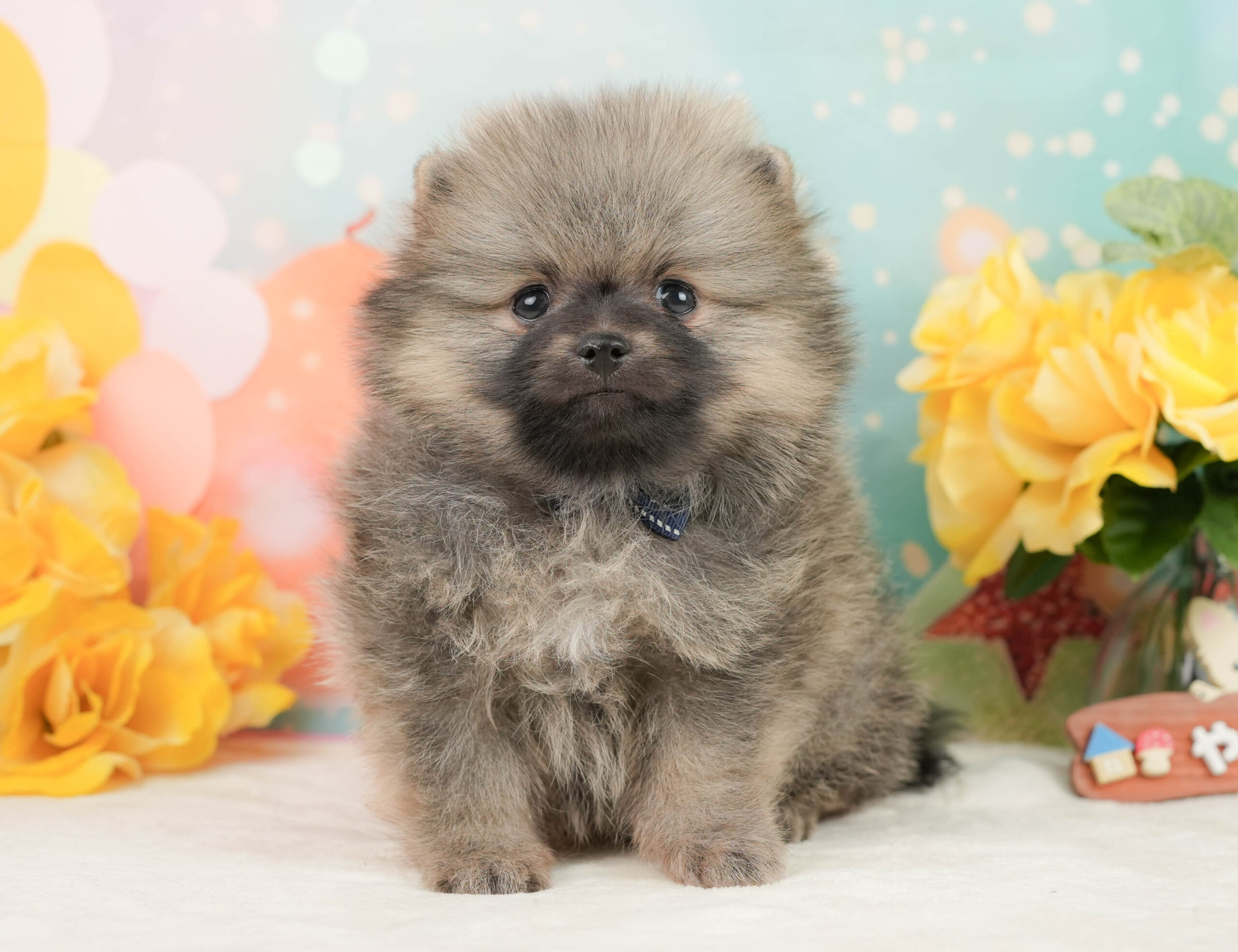 ポメラニアン | 男の子 | クリーム | 2026年1月5日