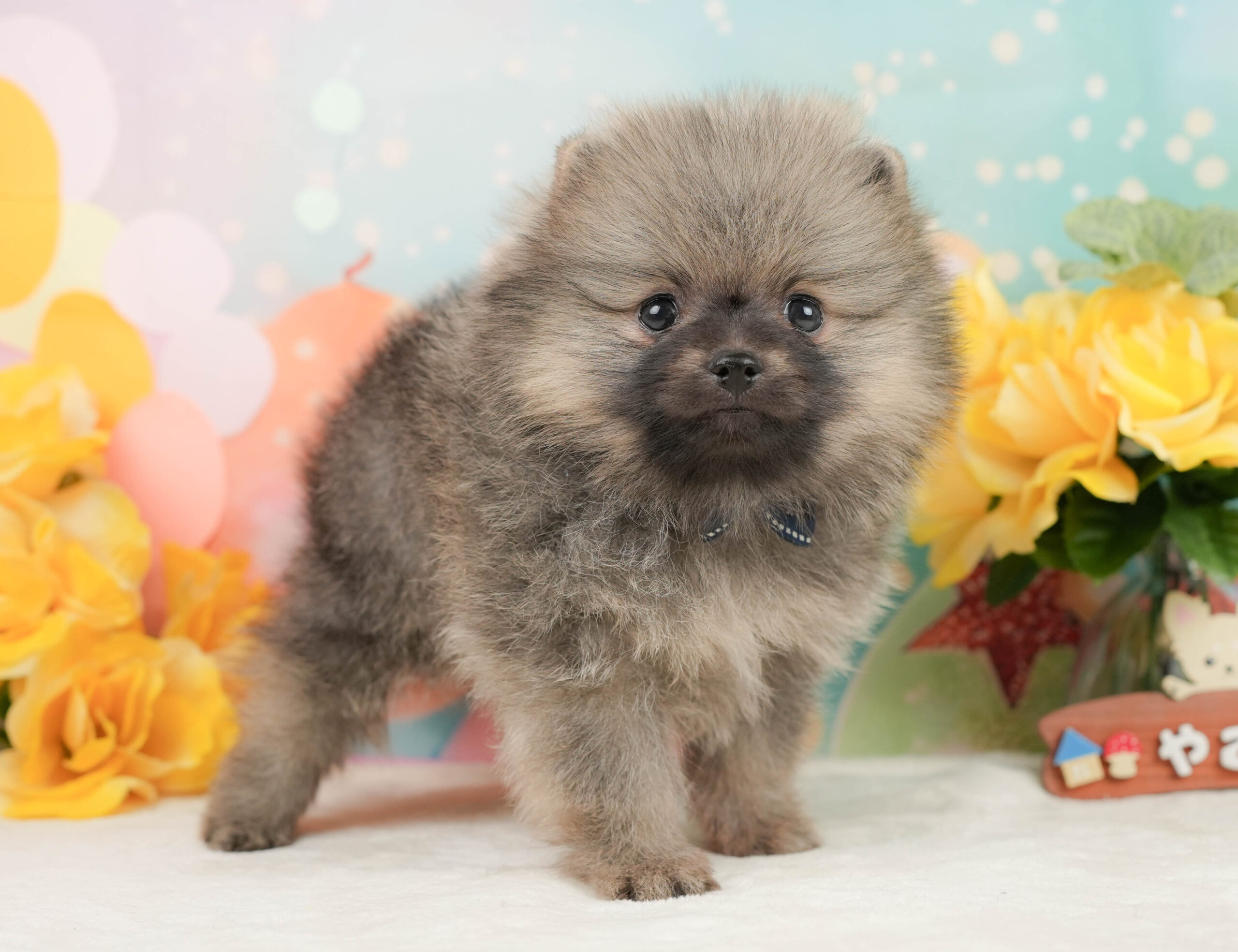 ポメラニアン | 男の子 | クリーム | 2026年1月5日