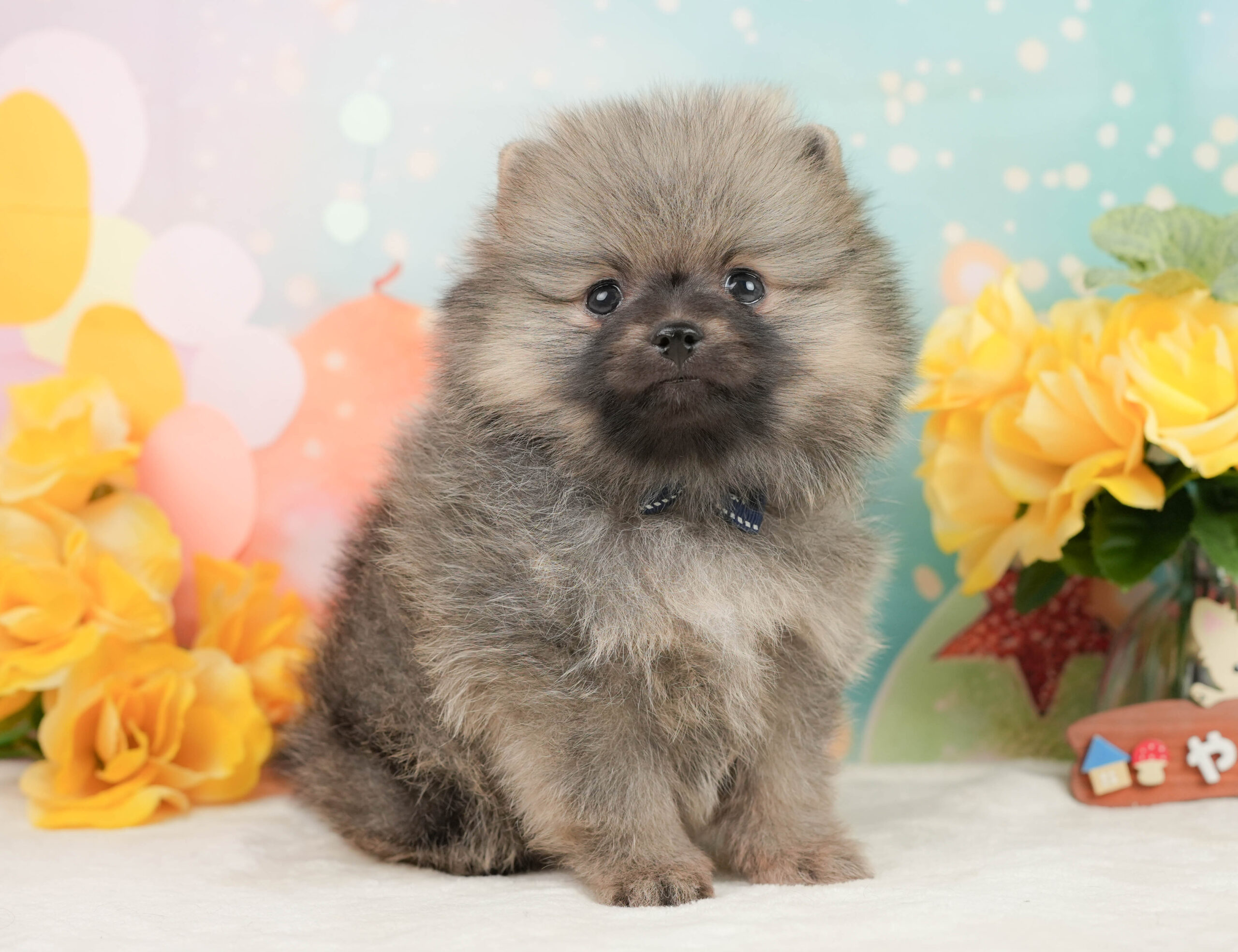 ポメラニアン | 男の子 | クリーム | 2026年1月5日