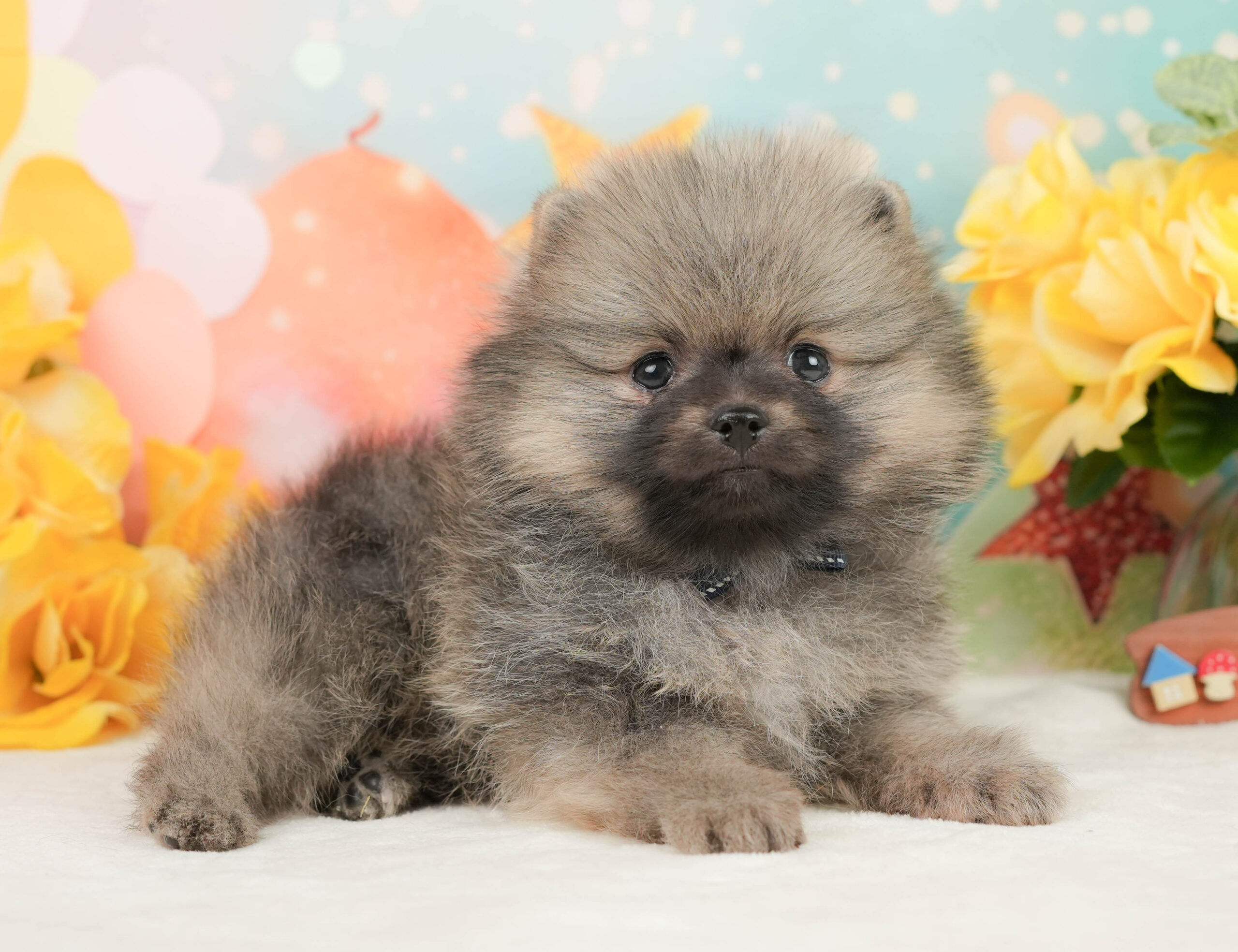 ポメラニアン | 男の子 | クリーム | 2026年1月5日