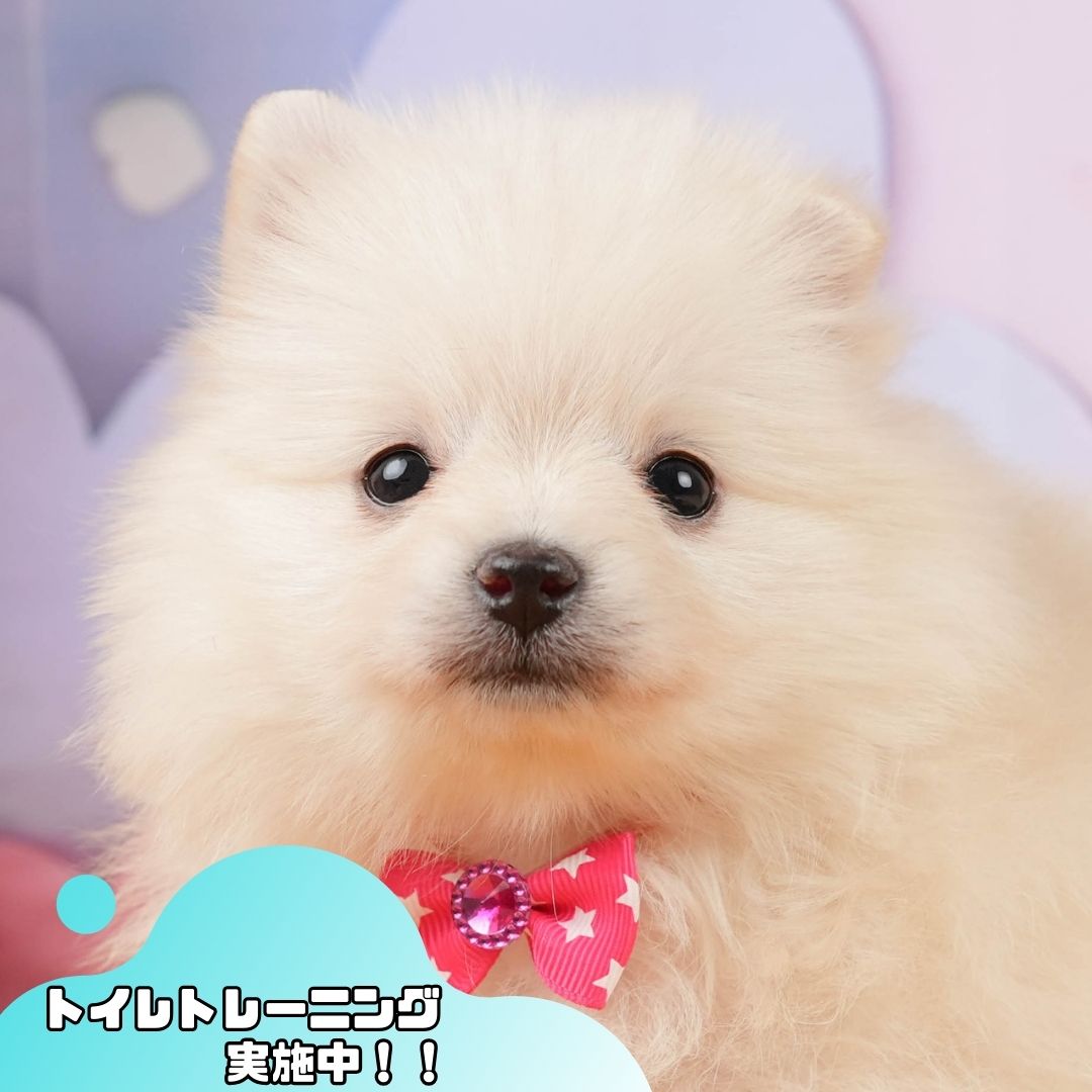 ポメラニアン | 女の子 | クリーム | 2026年1月5日