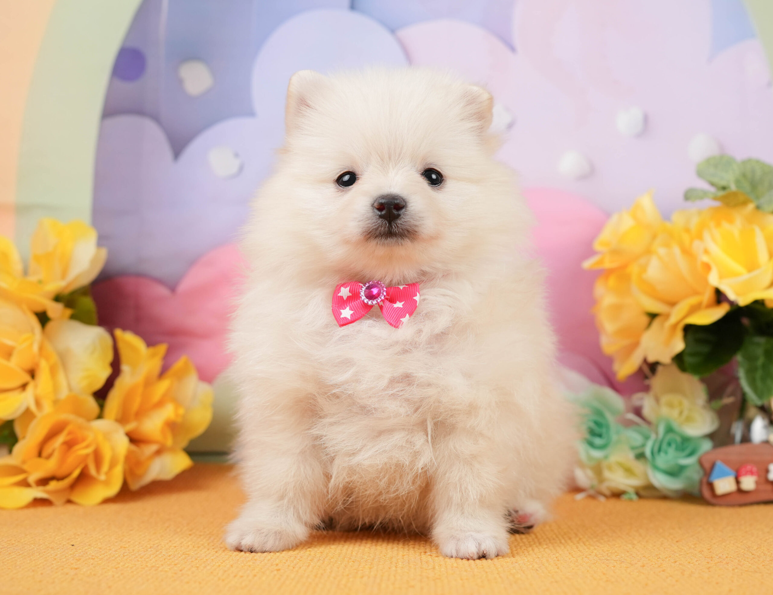 ポメラニアン | 女の子 | クリーム | 2026年1月5日