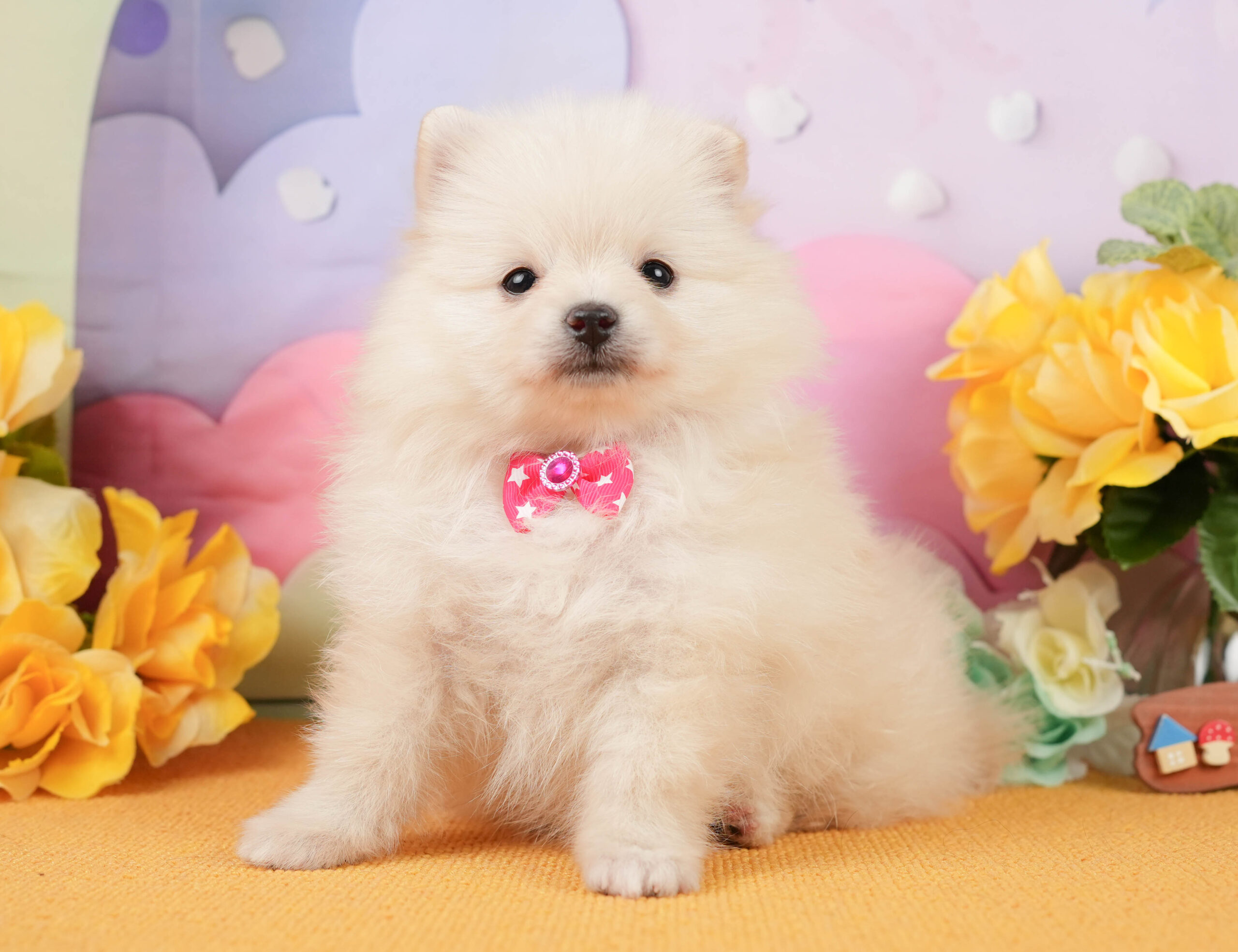ポメラニアン | 女の子 | クリーム | 2026年1月5日