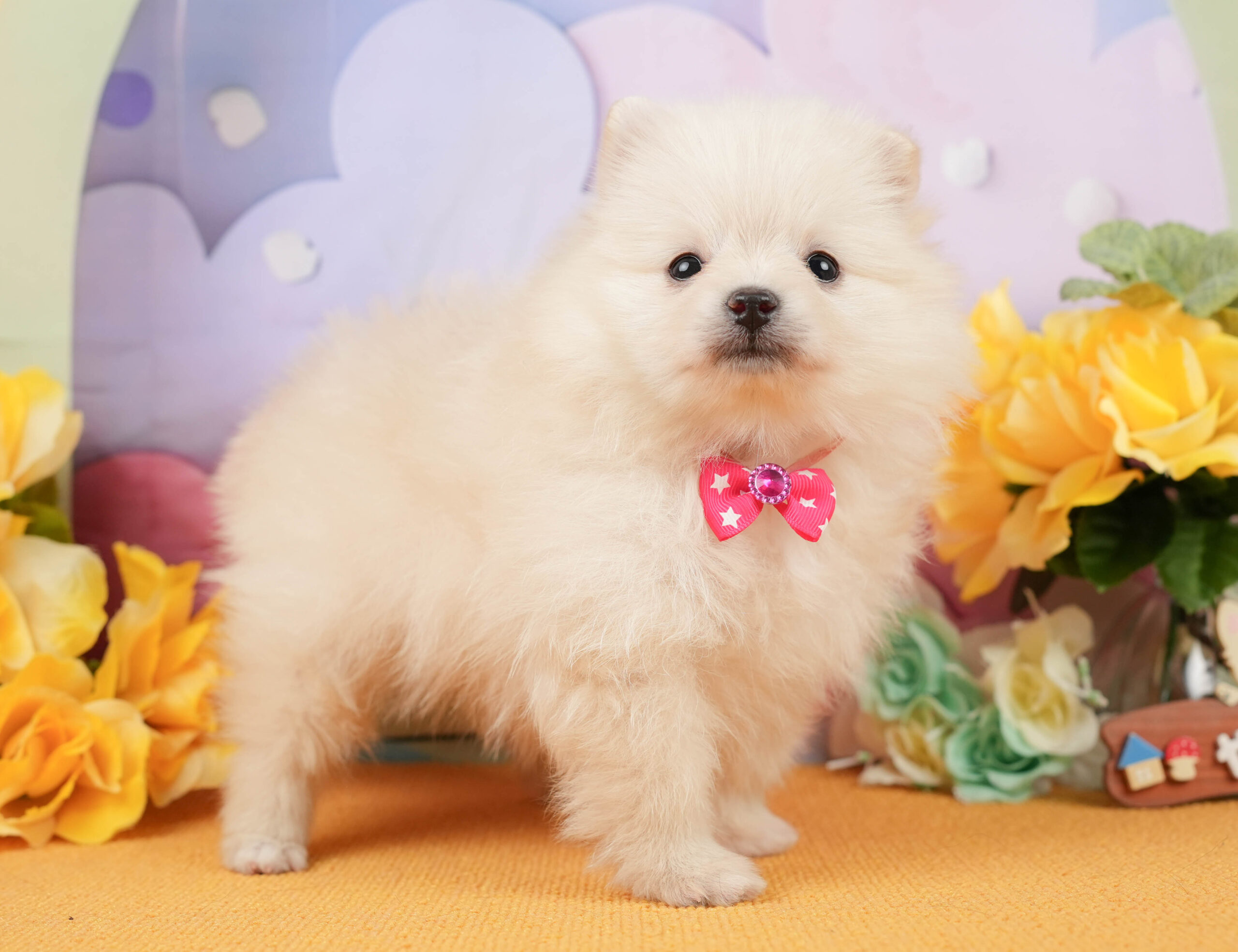 ポメラニアン | 女の子 | クリーム | 2026年1月5日