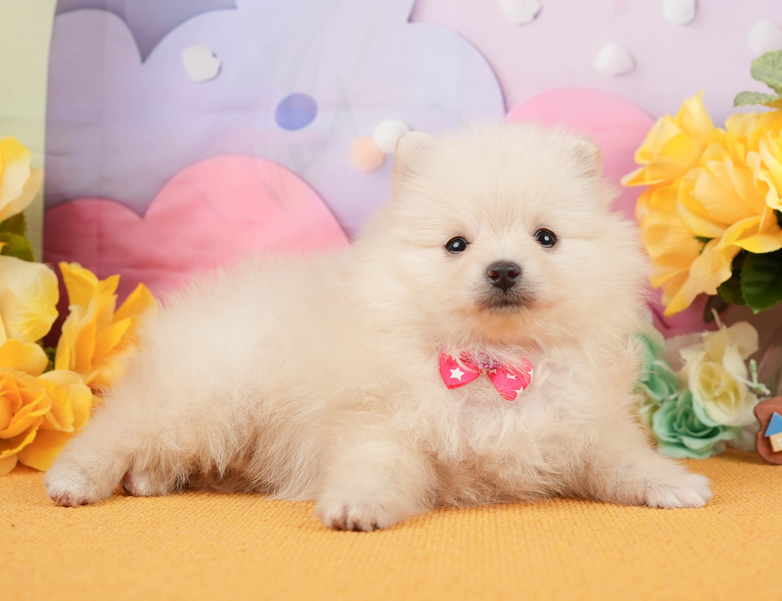 ポメラニアン | 女の子 | クリーム | 2026年1月5日