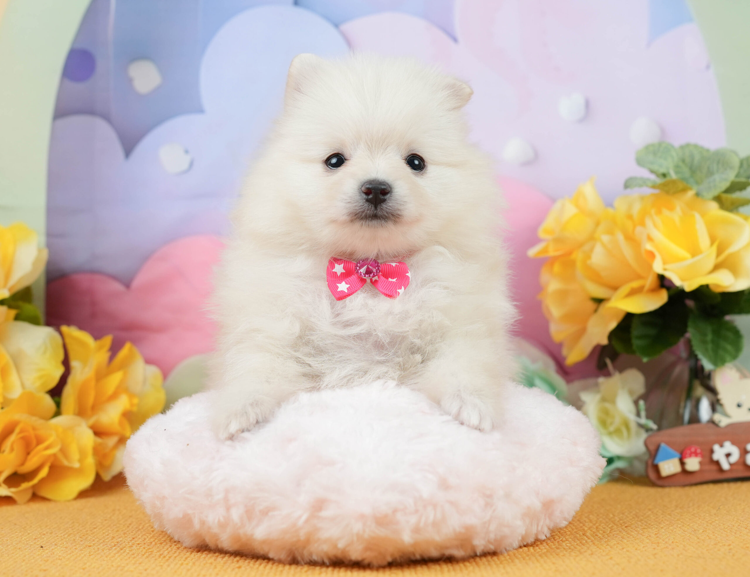 ポメラニアン | 女の子 | クリーム | 2026年1月5日