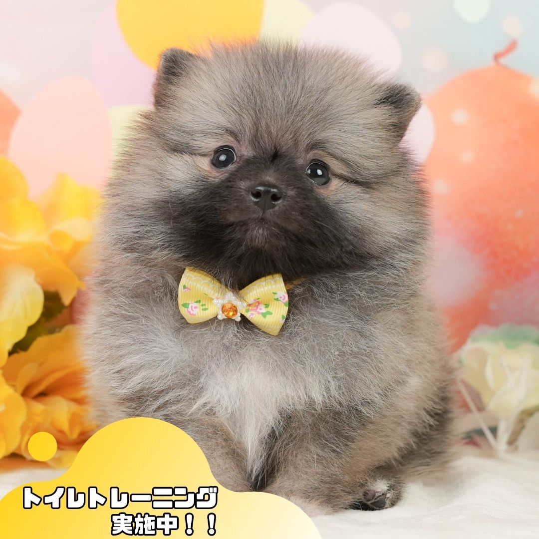 ポメラニアン | 女の子 | クリーム | 2026年1月5日