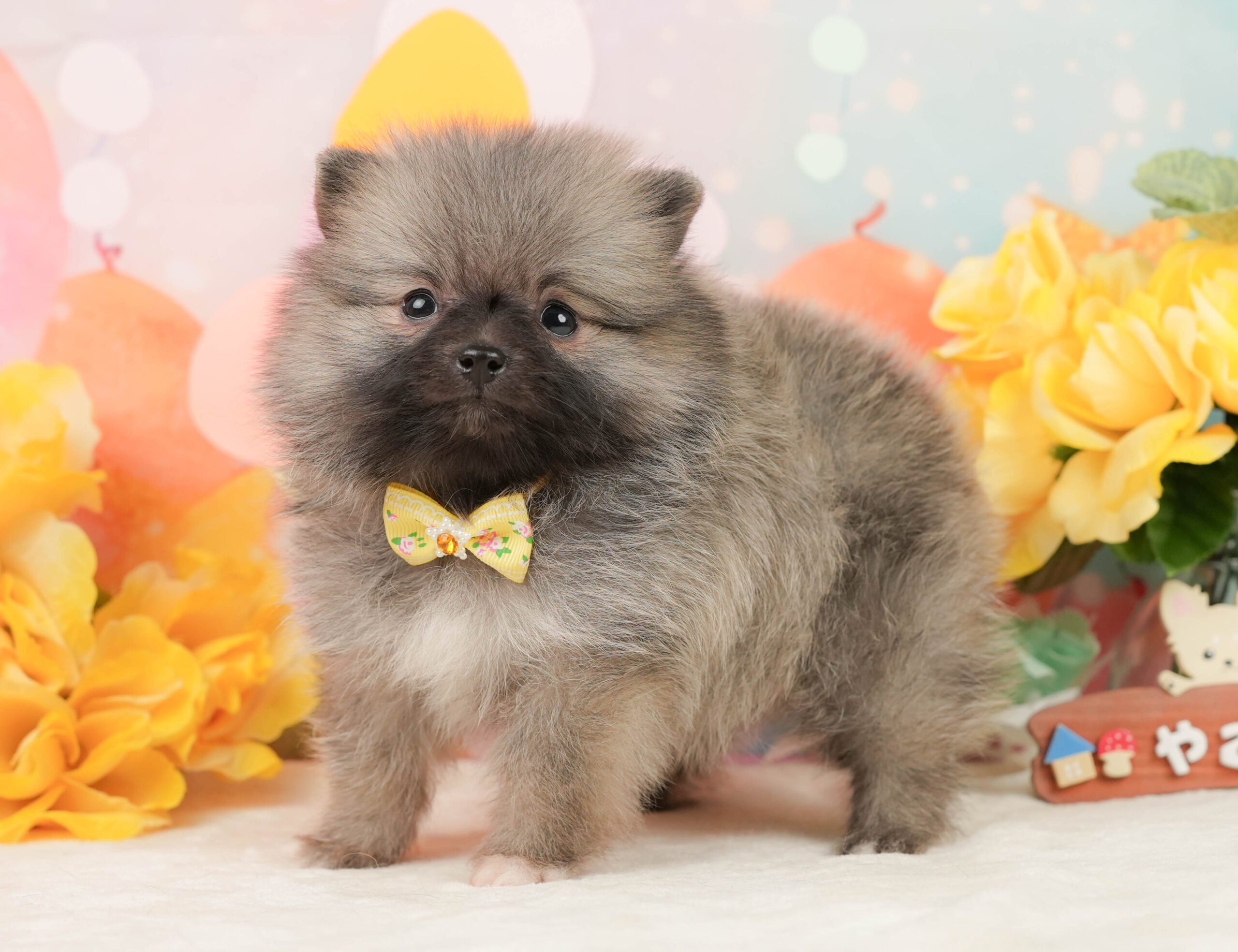 ポメラニアン | 女の子 | クリーム | 2026年1月5日