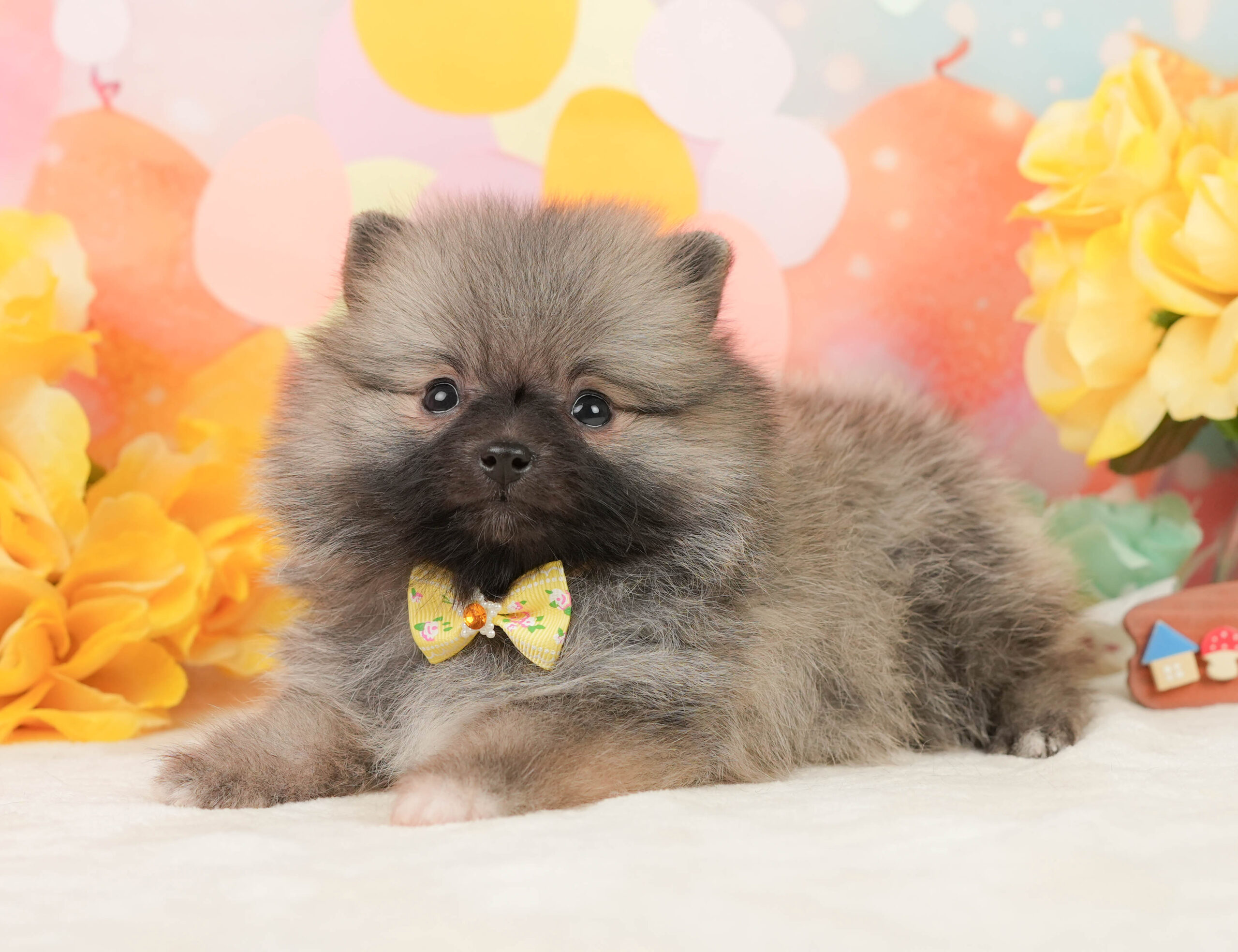 ポメラニアン | 女の子 | クリーム | 2026年1月5日