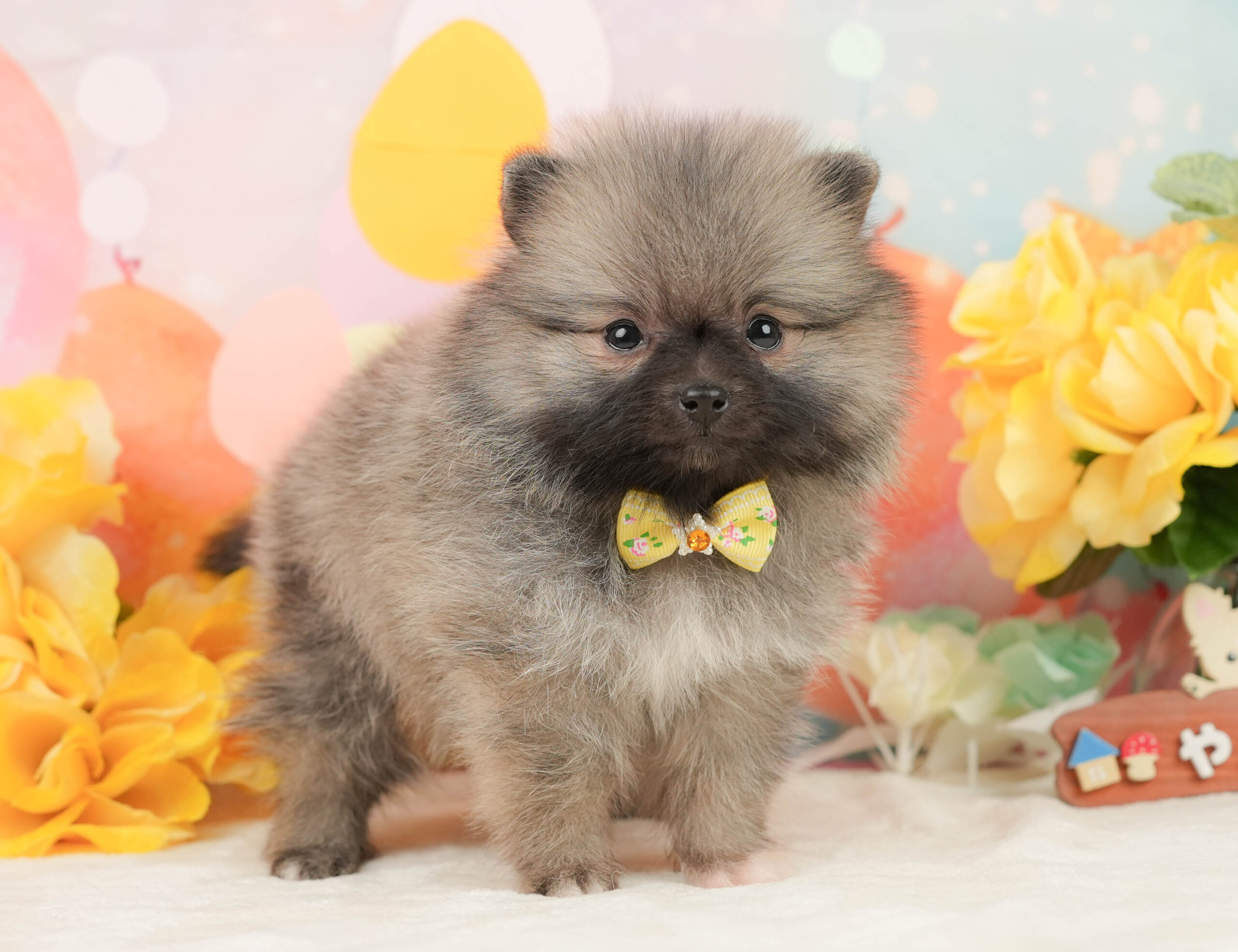 ポメラニアン | 女の子 | クリーム | 2026年1月5日