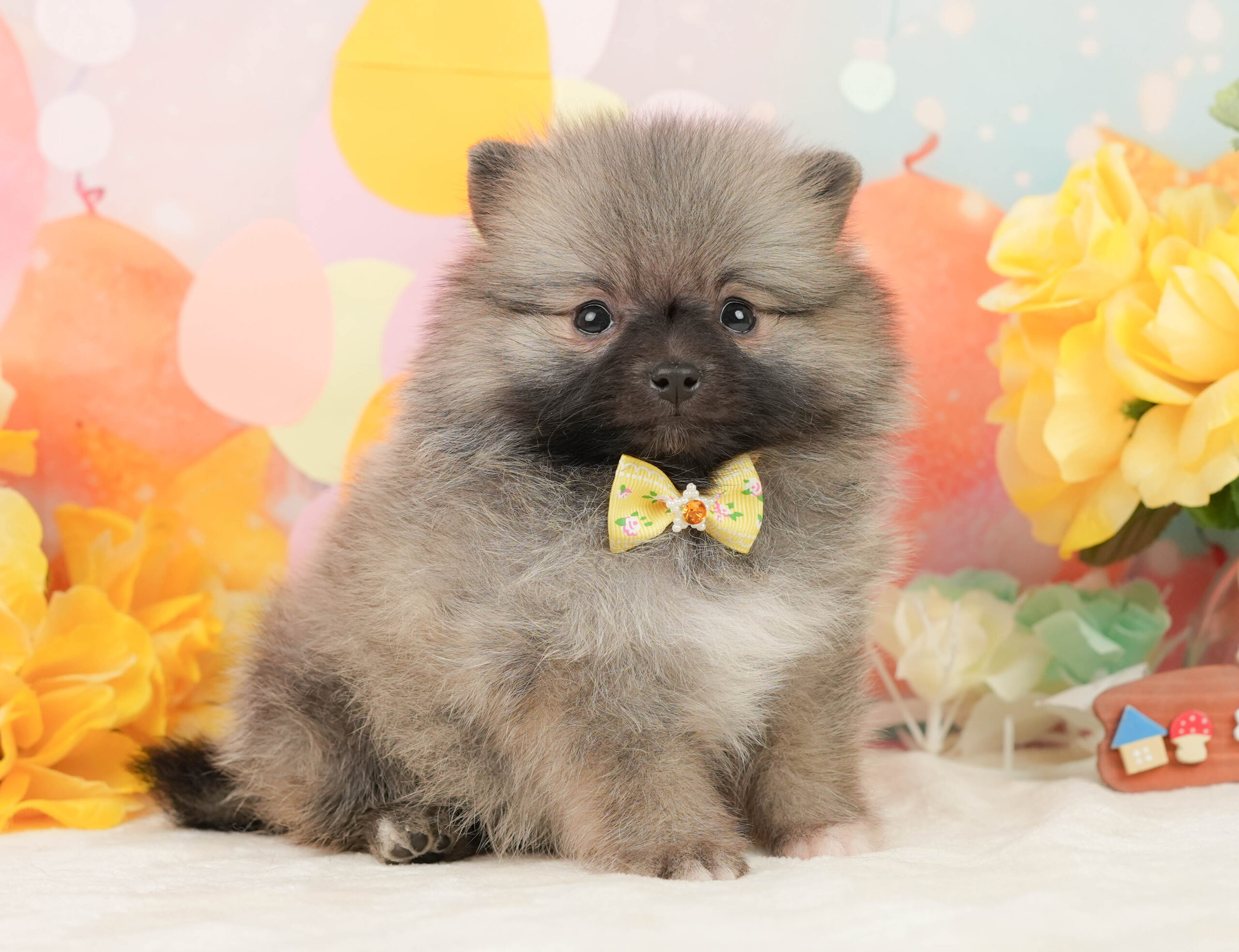 ポメラニアン | 女の子 | クリーム | 2026年1月5日