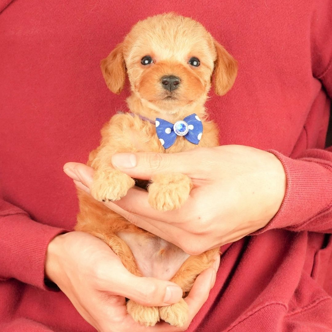 トイ・プードル | 男の子 | アプリコット | 2026年1月5日