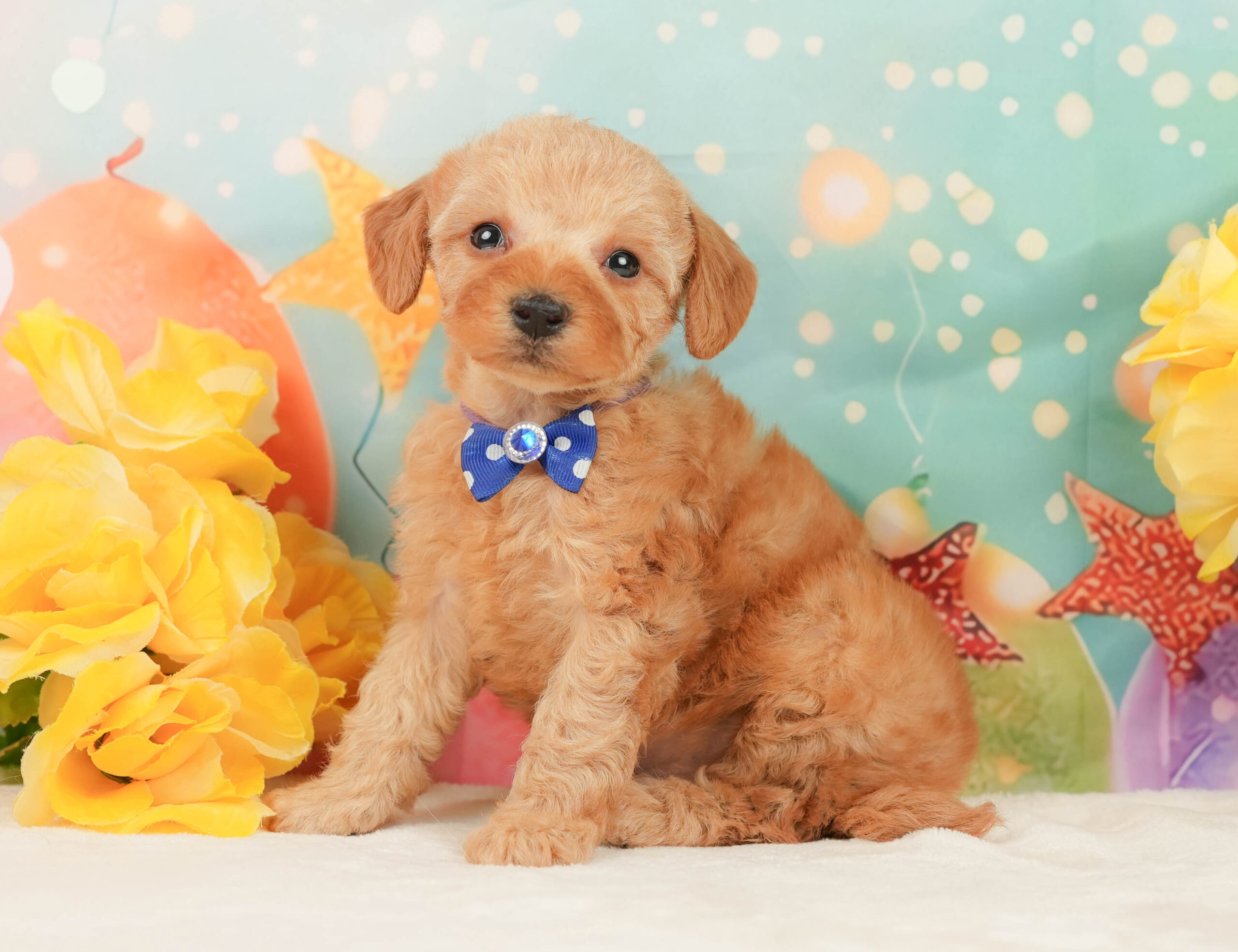 トイ・プードル | 男の子 | アプリコット | 2026年1月5日