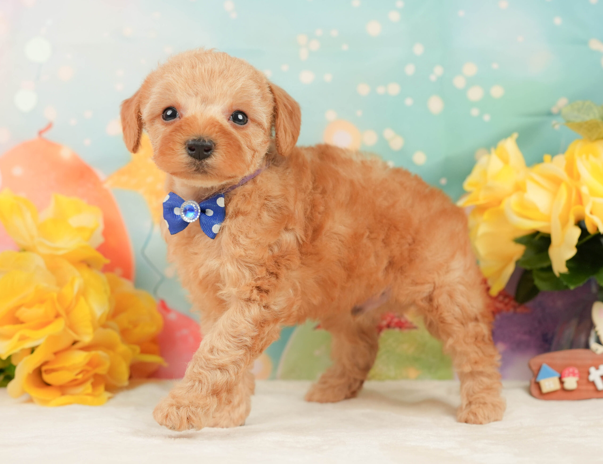トイ・プードル | 男の子 | アプリコット | 2026年1月5日