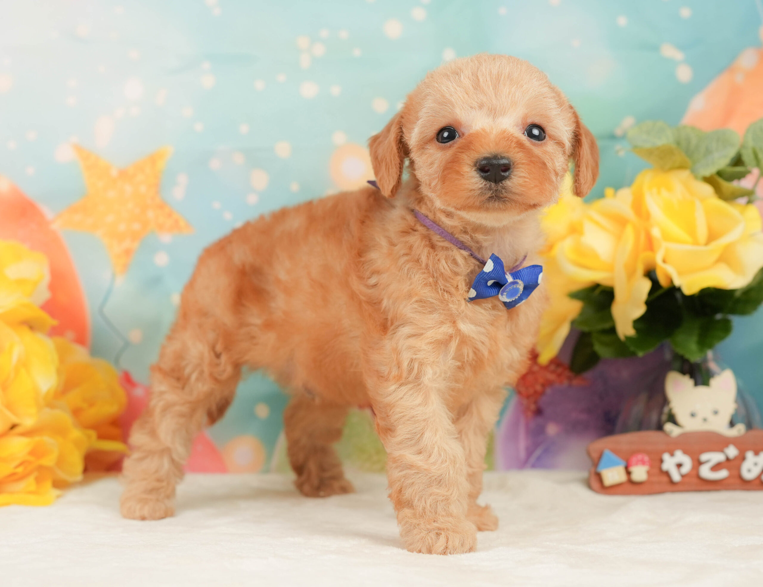 トイ・プードル | 男の子 | アプリコット | 2026年1月5日