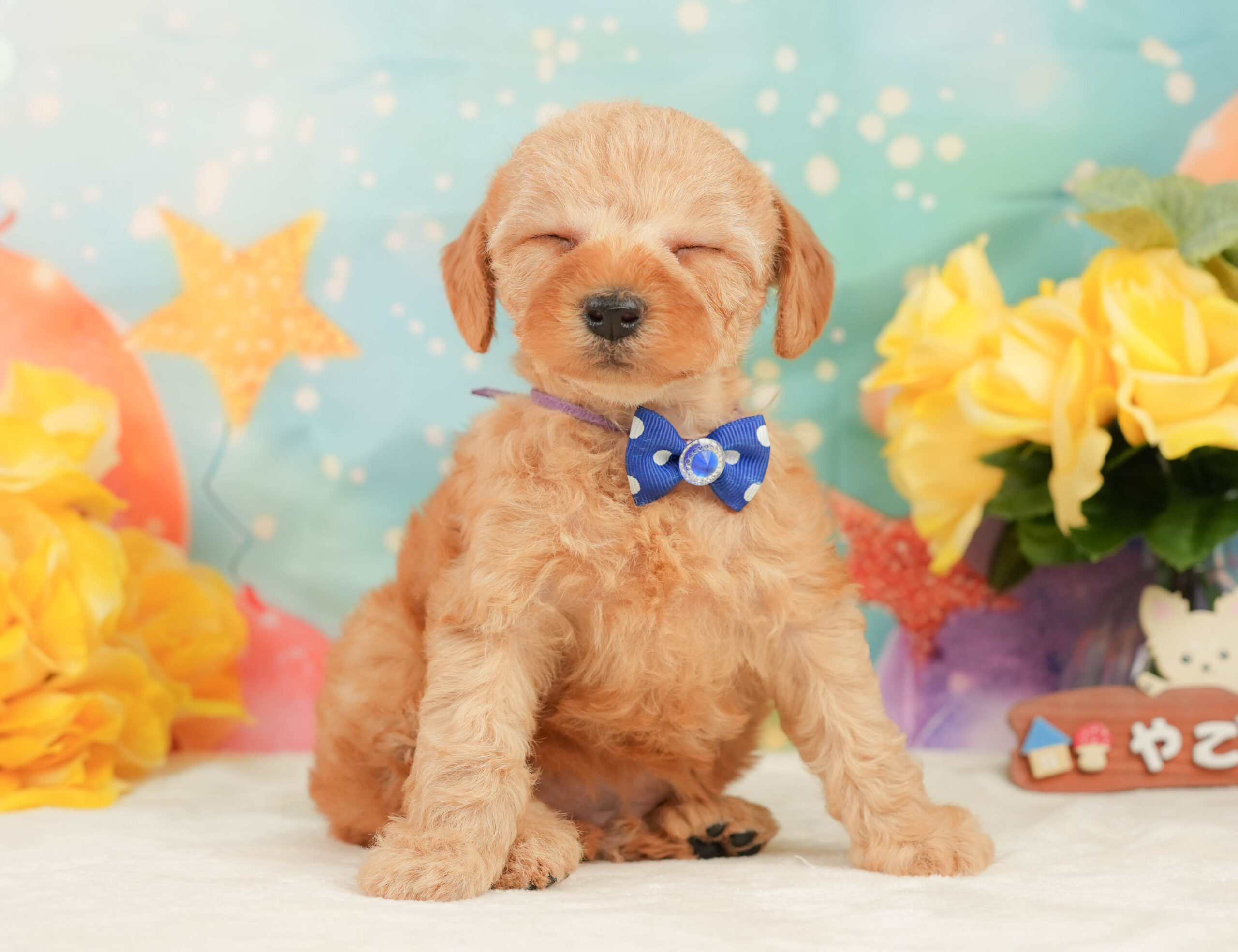 トイ・プードル | 男の子 | アプリコット | 2026年1月5日